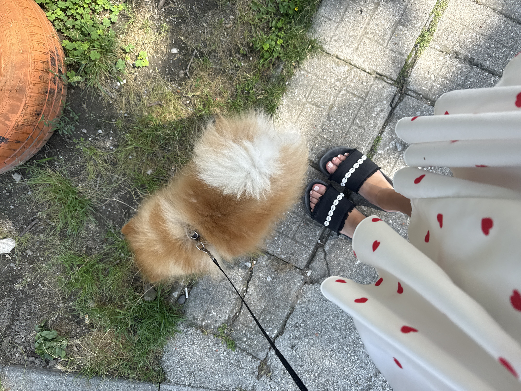 An overhead shot depicts a person walking a small, fluffy orange-brown dog on a leash in Plovdiv, Bulgaria. The person's feet are clad in black sandals with white shell embellishments, visible beneath a white dress patterned with red hearts. The dog, a Pomeranian-type breed with a prominent white tail, stands on grey paving stones. A black leash extends from the dog's harness towards the unseen hand of the person. Adjacent to the paved area is a strip of unkempt ground with sparse grass and soil. A large, weathered orange tire is partially visible in the upper right background. The scene is illuminated by natural daylight.