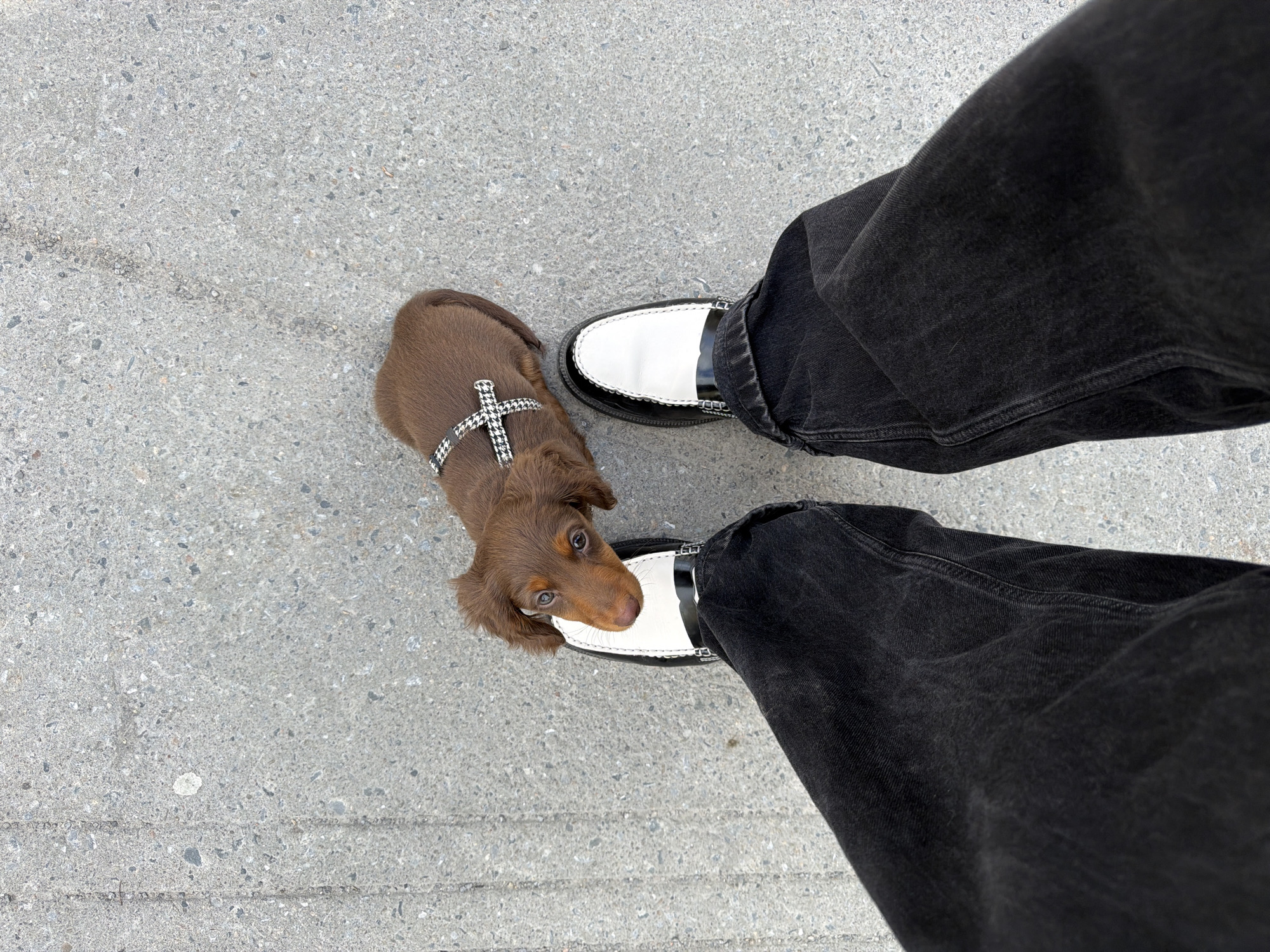 A small, brown, long-haired dachshund puppy with a houndstooth pattern harness stands on a gray concrete surface, positioned between a pair of feet. The feet are adorned with black and white loafer-style shoes. The individual wearing the shoes is also clad in dark, possibly black denim jeans. The photograph is taken from an overhead perspective. Given the architectural style and the texture of the concrete, it's consistent with urban environments such as those in Montreal, Canada. The photograph captures a moment of interaction between the human and the pet, within a typical urban setting.