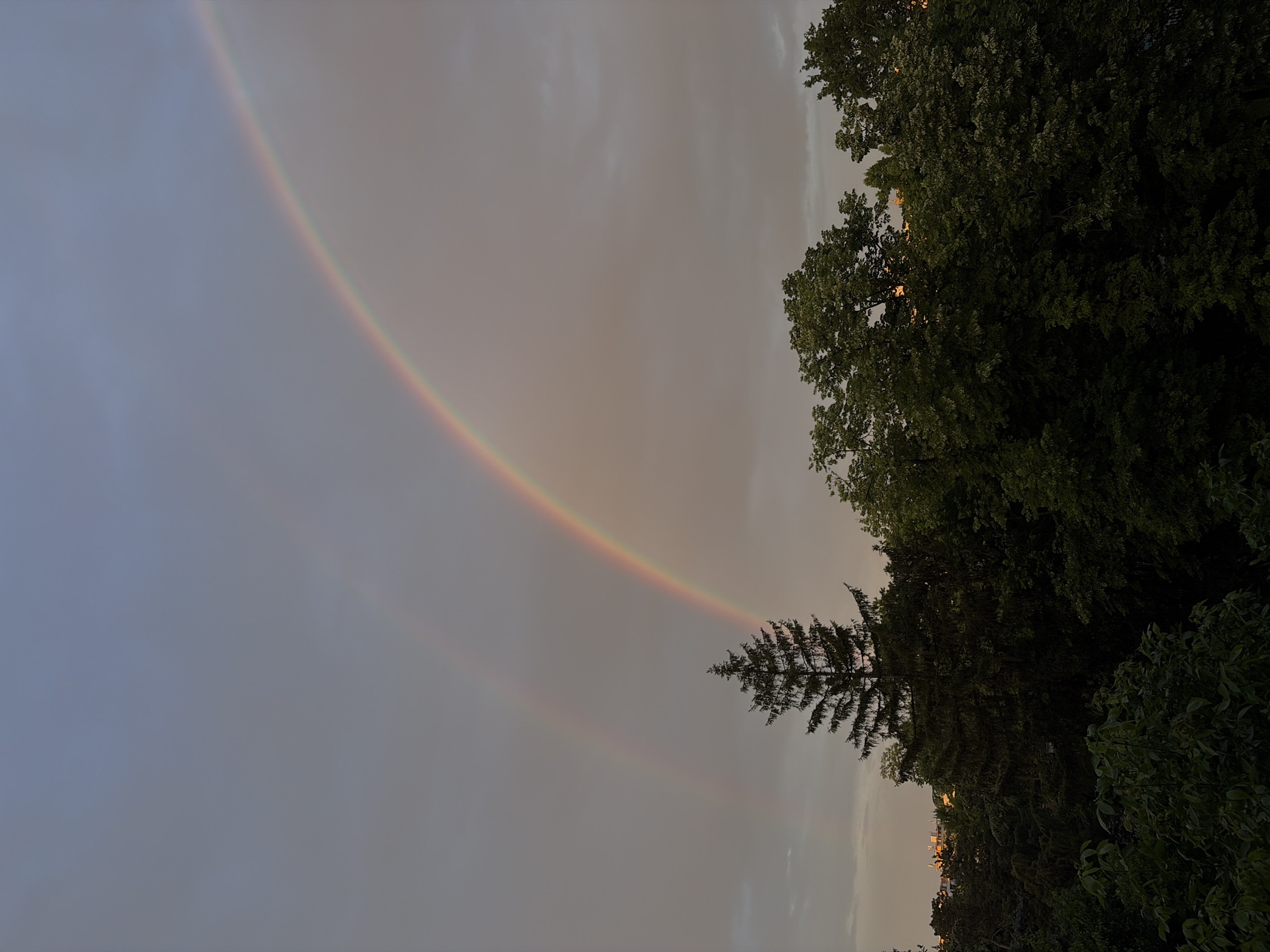 This image captures a wide-angle view of a double rainbow arching over a dense treeline under a heavily clouded sky. The location is in the city of Unknown, Unknown.
The upper portion of the frame is dominated by an overcast sky, displaying varying shades of gray with lighter tones near the horizon. A prominent, vibrant primary rainbow stretches across the right half of the sky, showcasing distinct bands of red, orange, yellow, green, blue, and violet. Above and to the left of this primary arc, a fainter, secondary rainbow is discernible, exhibiting a reversed color sequence, though less intensely saturated. The sky immediately surrounding the primary rainbow shows a warm, subtle reddish-orange hue, suggesting indirect sunlight, possibly from a late afternoon or early morning sun.
The lower half to two-thirds of the image features a dense canopy of trees. A tall, dark green coniferous tree, likely a pine or fir, stands prominently in the mid-left portion, its pointed silhouette reaching high into the sky. Surrounding this tree and extending across the entire lower frame are numerous deciduous trees with dark green foliage. The leaves appear dense and somewhat shadowed, indicating the overall soft, diffused lighting. In the far distance, above the treeline on the left, faint architectural outlines suggest the presence of urban structures or buildings. No people, animals, or specific actions are visible within the frame.