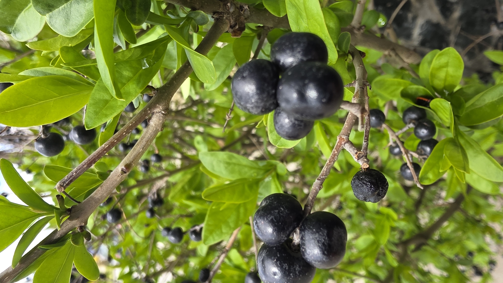 A medium-shot image depicts a tree branch laden with dark berries and green leaves, likely taken in an outdoor setting. The berries are round and glossy, clustered together on the branches. The leaves are bright green and ovate in shape. In the background, there are indistinct shapes that suggest an urban environment. While the image provides no explicit evidence of the location in Blagoevgrad, Bulgaria, the overall scene suggests a natural element within an urban setting, which is consistent with many urban areas. There are no people visible in the image.