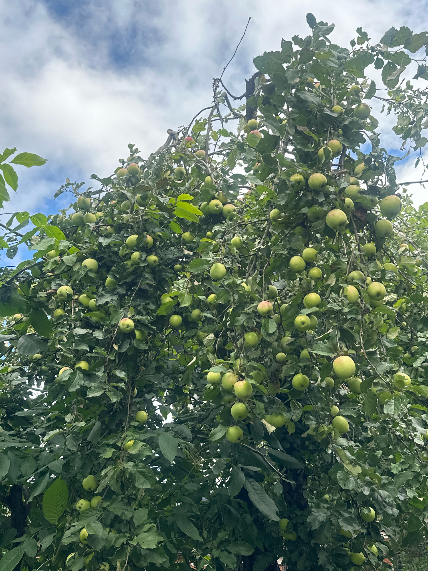 The image shows an apple tree laden with green apples, set against a cloudy blue sky. The branches are densely packed with leaves, and numerous round, green apples are visible throughout the tree. Some of the apples show a slight blush of red. The setting appears to be a natural outdoor environment, likely a garden or orchard. The context provided, "Памяти Революции 1905 Снт, Russia," indicates the geographical location of the scene. There are no people or specific actions depicted in the image.