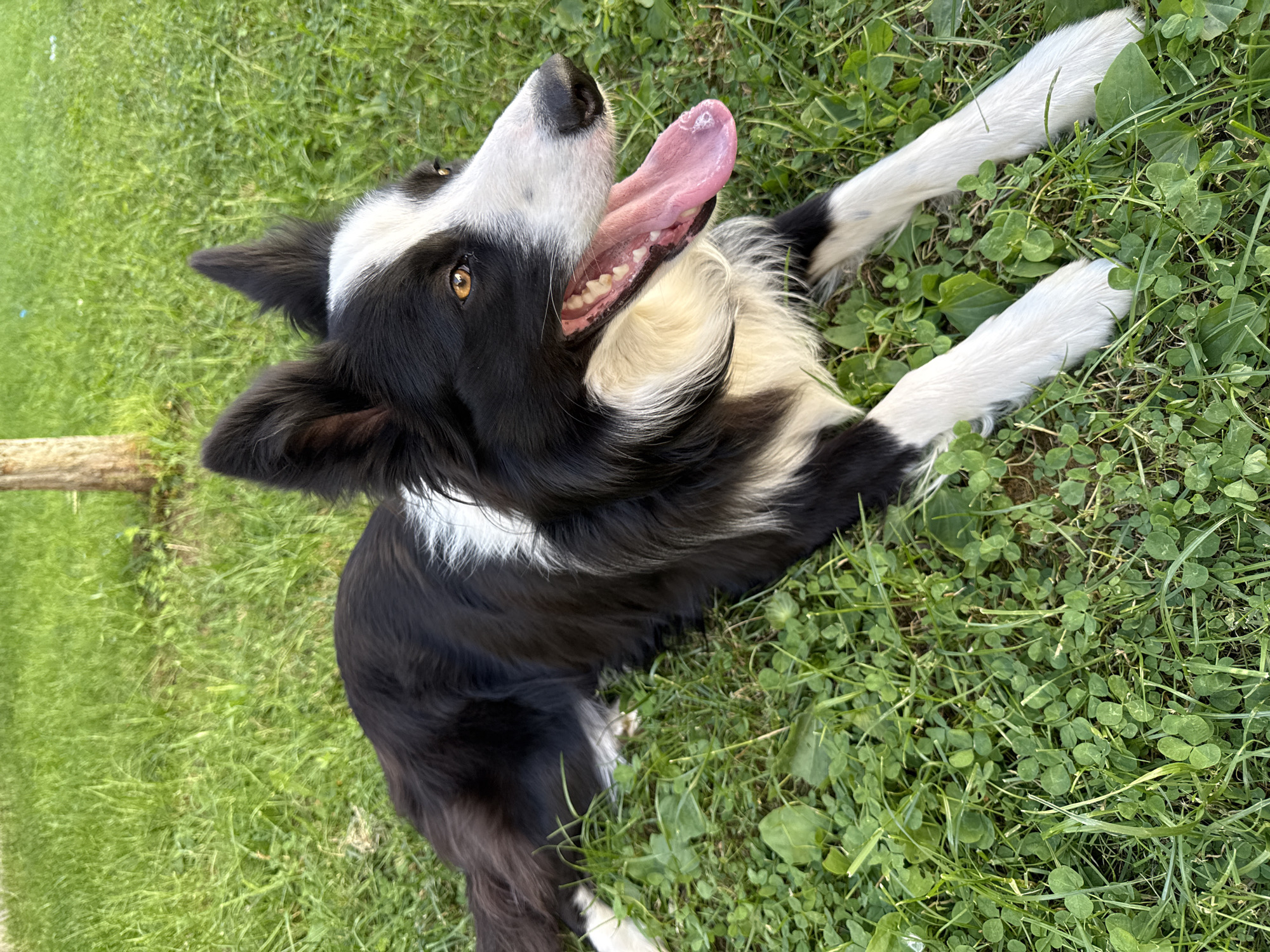 The image shows a black and white Border Collie lying on its back in a grassy area. The dog has its mouth open, tongue protruding, suggesting it's panting and possibly hot. The grass is green and interspersed with clover. The location is not discernible to be the city of Berkovitsa, Bulgaria. There are no visible people, objects, or actions beyond the dog lying down.