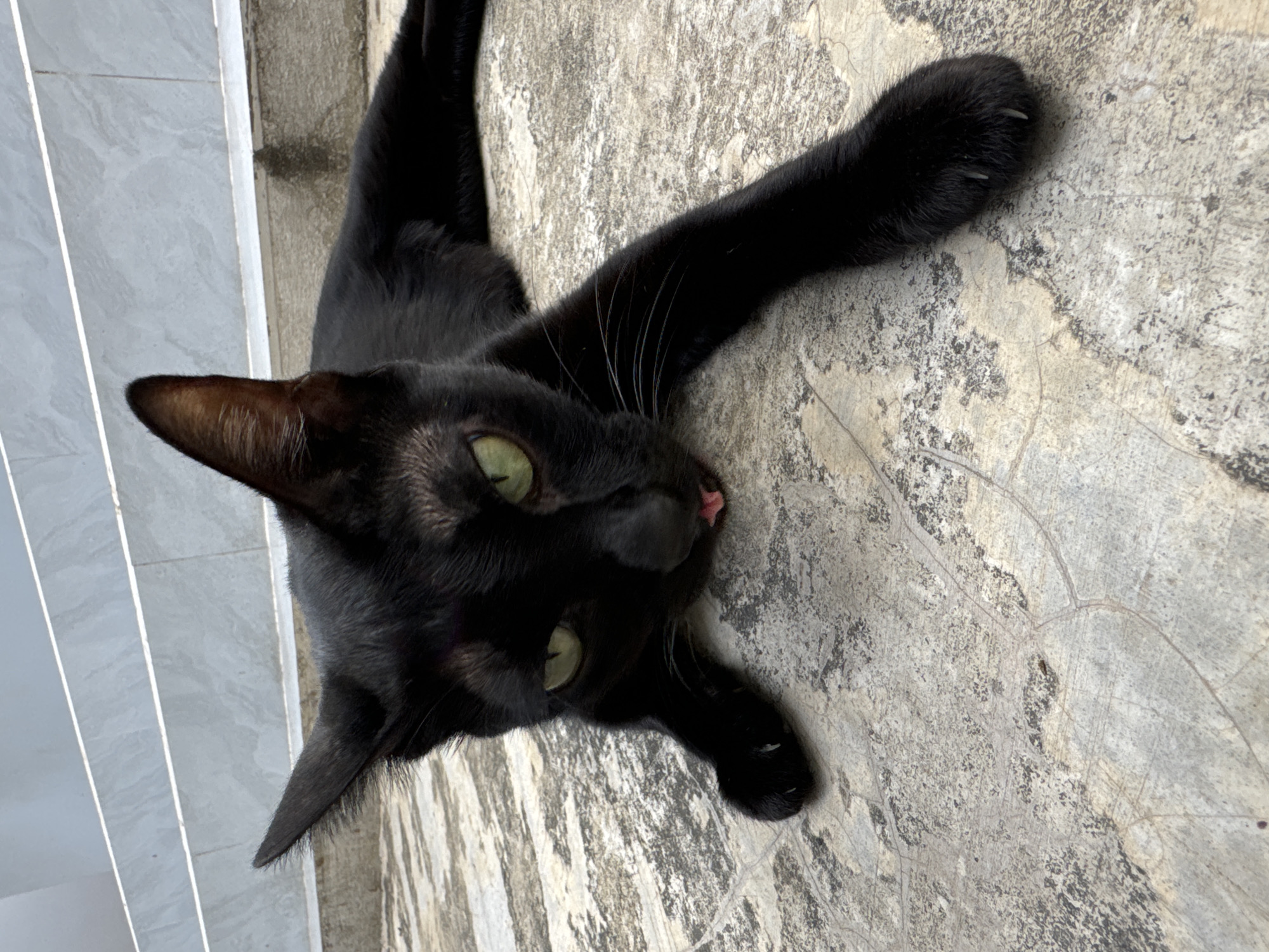 A striking black cat with vibrant emerald green eyes is depicted lying on a textured concrete surface in Mũi Né, Vietnam. The cat is stretched out, facing towards the viewer, with its front paws extended. One paw shows partially unsheathed claws, while a tiny pink tongue playfully pokes out of its mouth. Its dark fur is glossy, and prominent whiskers are visible. The inner part of its right ear shows a subtle brown hue.
The concrete ground is light grey with a rough texture, marked by numerous cracks and darker, irregular blotches. In the background, to the left of the cat, a series of light-colored tiled steps or a wall is visible, appearing as distinct vertical bands. The natural lighting is bright, suggesting it is daytime, casting no harsh shadows and illuminating the scene clearly. The cat appears calm, curious, and relaxed as it looks directly into the camera. There is no visible text in the image.
