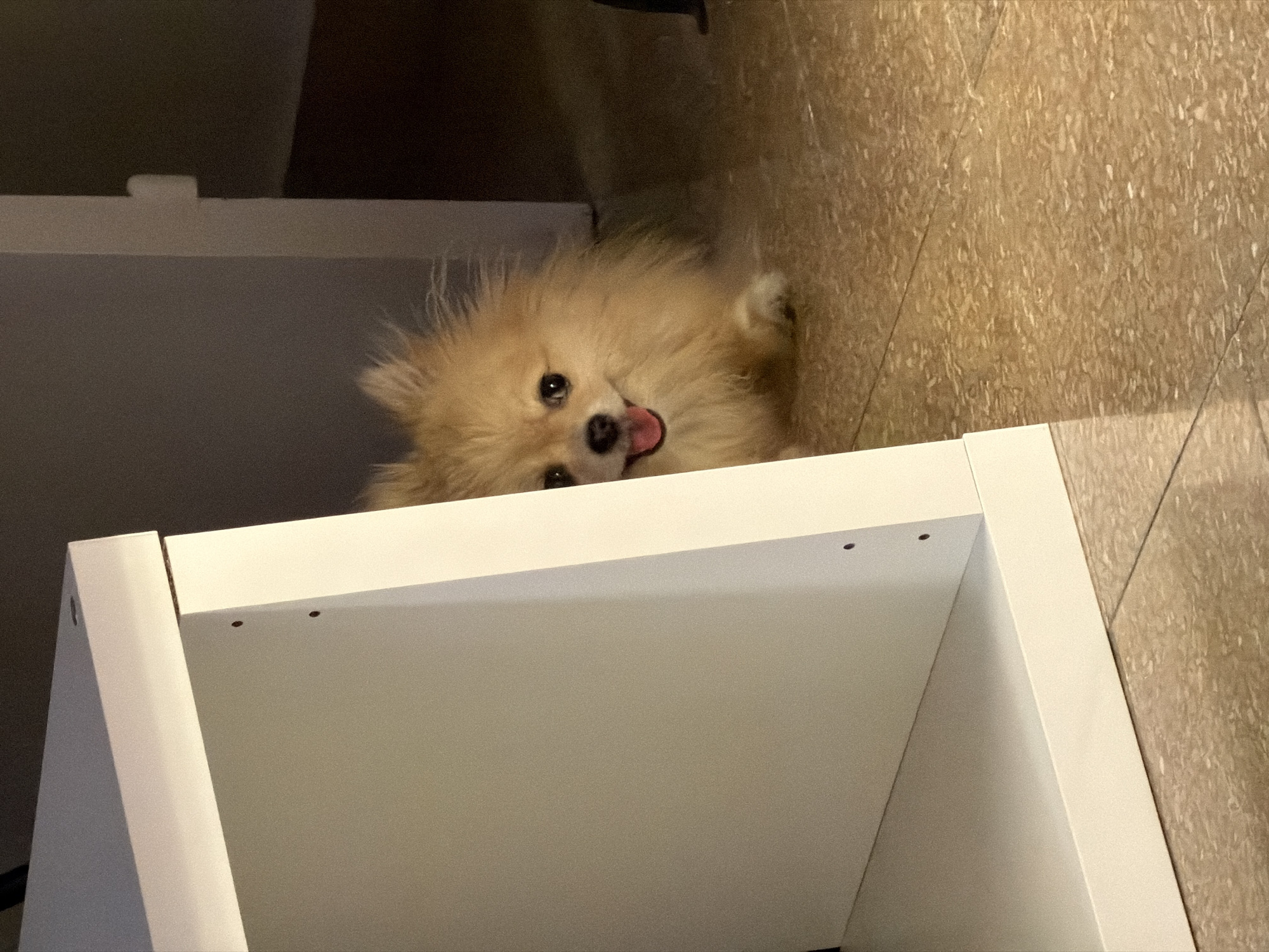 A small, fluffy, light-brown Pomeranian dog is peeking out from behind a white shelf unit. The dog has its mouth open, tongue sticking out, and is looking directly at the camera with dark eyes. Its fur is somewhat unkempt, giving it a playful appearance. The shelf unit is white and appears to be made of particleboard, with visible screw holes on its side. The floor is tiled in a mottled brown and beige pattern. The scene is indoors, likely in a residential setting. There is no discernible information to suggest a specific location in Barcelona, Spain.