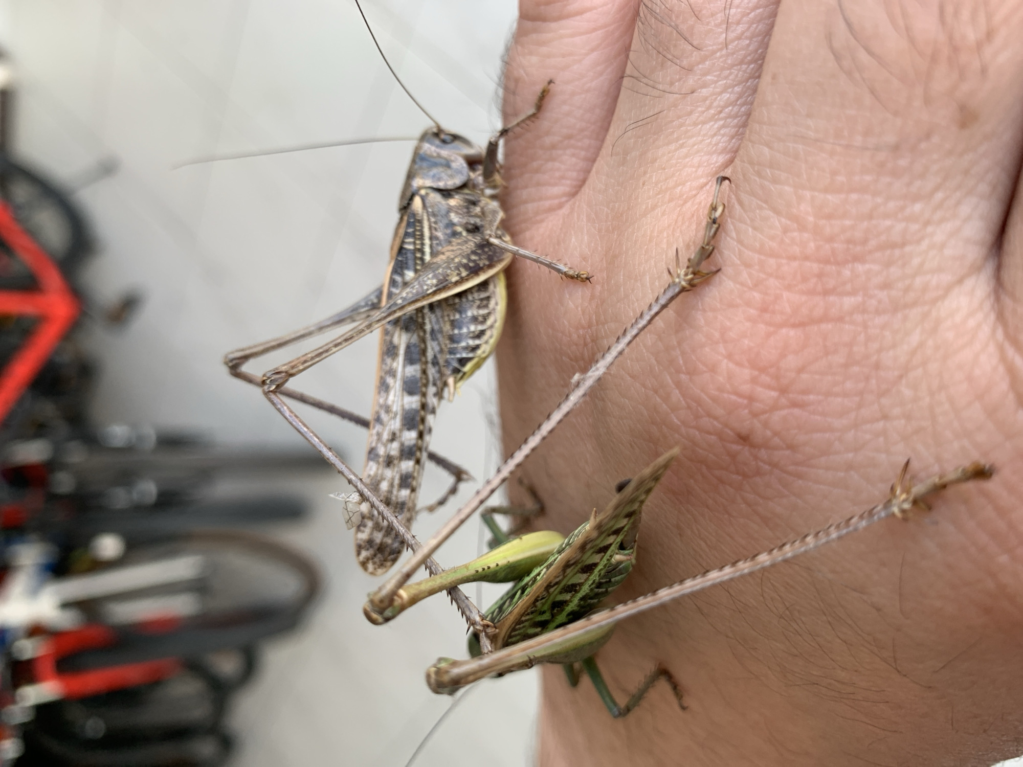 Two grasshoppers are resting on a person's hand, which is placed on a light-colored surface. The grasshoppers are positioned closely together, with the larger one in the background and a smaller green one in the foreground. The larger grasshopper is brown and grey with patterned wings, and its legs are spread out. The smaller grasshopper is predominantly green with brown markings on its wings, and it is facing towards the left. The background is blurred, showing a collection of bicycles with red and black frames. The overall scene suggests an outdoor or semi-outdoor environment, possibly in a city area given the presence of bicycles. The image is sharp and well-lit, focusing on the insects and the hand.