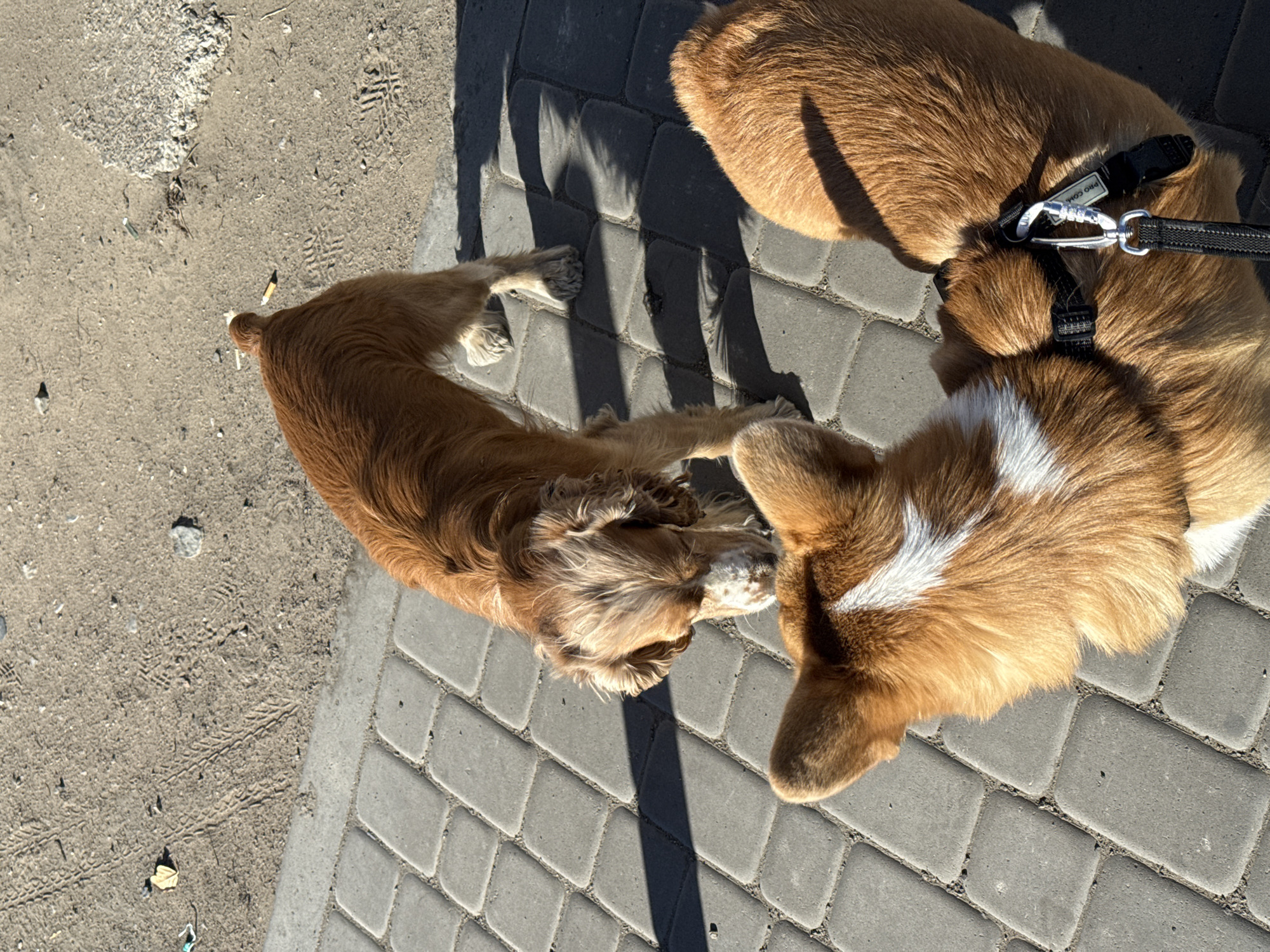 A cocker spaniel and a corgi are seen outside on a sidewalk composed of interlocking gray paving stones. The cocker spaniel has long, wavy golden-brown fur. The corgi has shorter, reddish-brown fur with a white stripe down its back and is wearing a black harness. The location is indicated as Borzya, Russia.