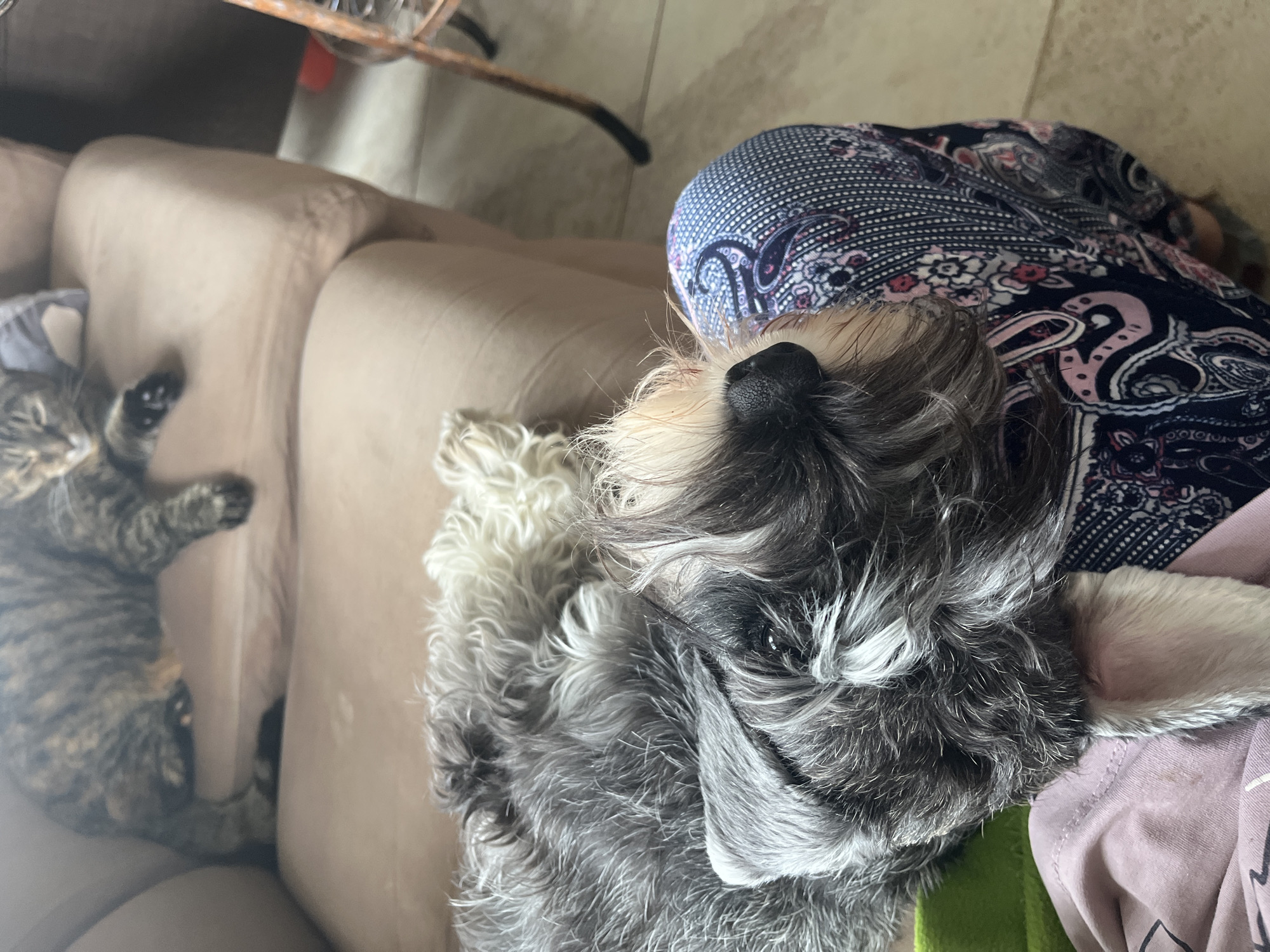 A close-up, high-angle shot captures a Schnauzer dog resting on a person's lap, with a cat lying on a couch in the background. The dog, positioned in the foreground, has its head down, with gray and white fur covering its body. The person's legs, clad in patterned leggings, are visible beneath the dog. In the background, a tabby cat is sprawled on a light-brown sofa, its body mostly obscured by the armrest. The environment appears to be a home, with a tiled floor and furniture visible. There is no indication of the location being Vladimirovka, Russia.