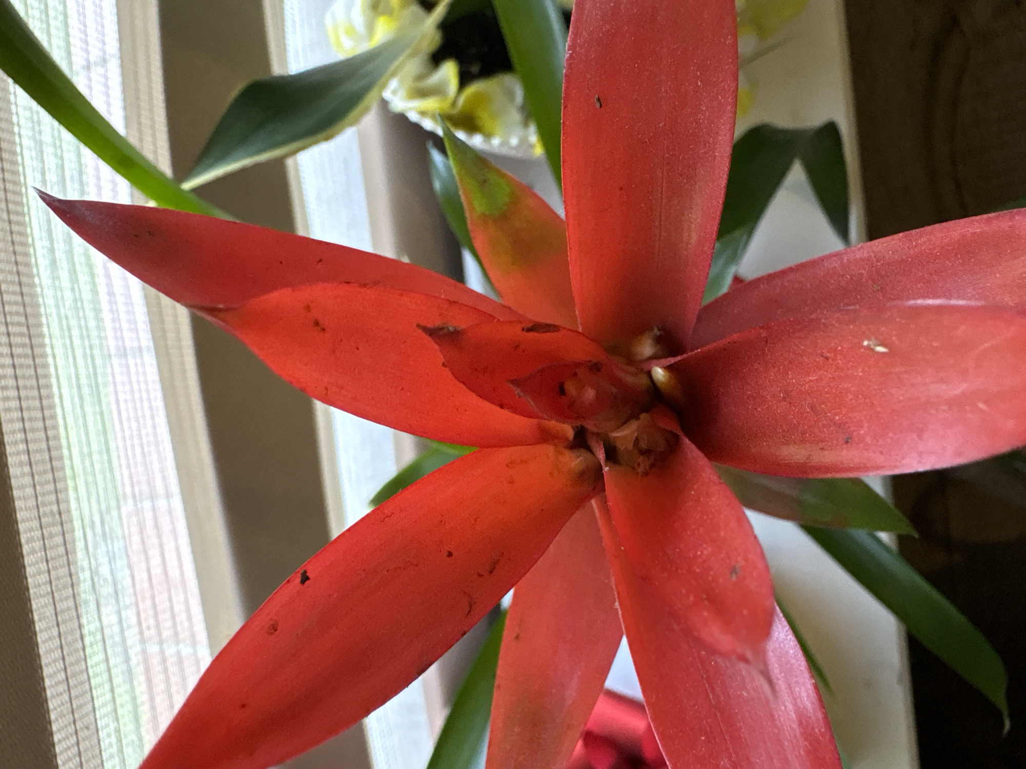 The image shows a close-up of a bright red bromeliad flower indoors, likely in a home or office environment. The flower has pointed, overlapping petals and a central cluster of darker red and brown structures. Green leaves are visible both around the base of the flower and in the background. Behind the plant, horizontal blinds are visible, suggesting the plant is placed near a window. There are no people or animals present. The overall impression is a still life of a healthy potted plant. The location in the city of Drożki, Poland, is not visually evident from the image itself.