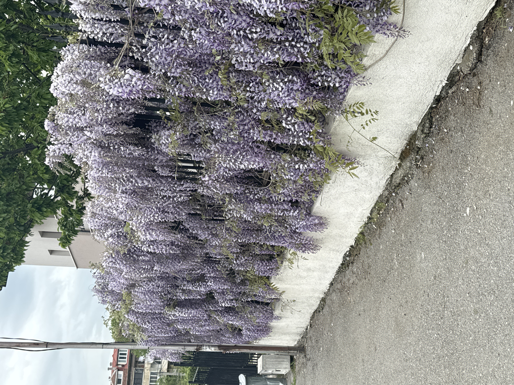 The image depicts a wisteria plant in full bloom, cascading over a white wall adjacent to a gray asphalt pavement. The plant's purple flowers are the dominant feature, with glimpses of green foliage interspersed. The location is indicated as Sofia, Bulgaria. The image is taken at ground level with a low angle, including a portion of the sky above some buildings in the distance. The wall appears to be the boundary between a garden or property with the wisteria and a public walkway. There is also a tree, some buildings and overhead power lines visible in the background.