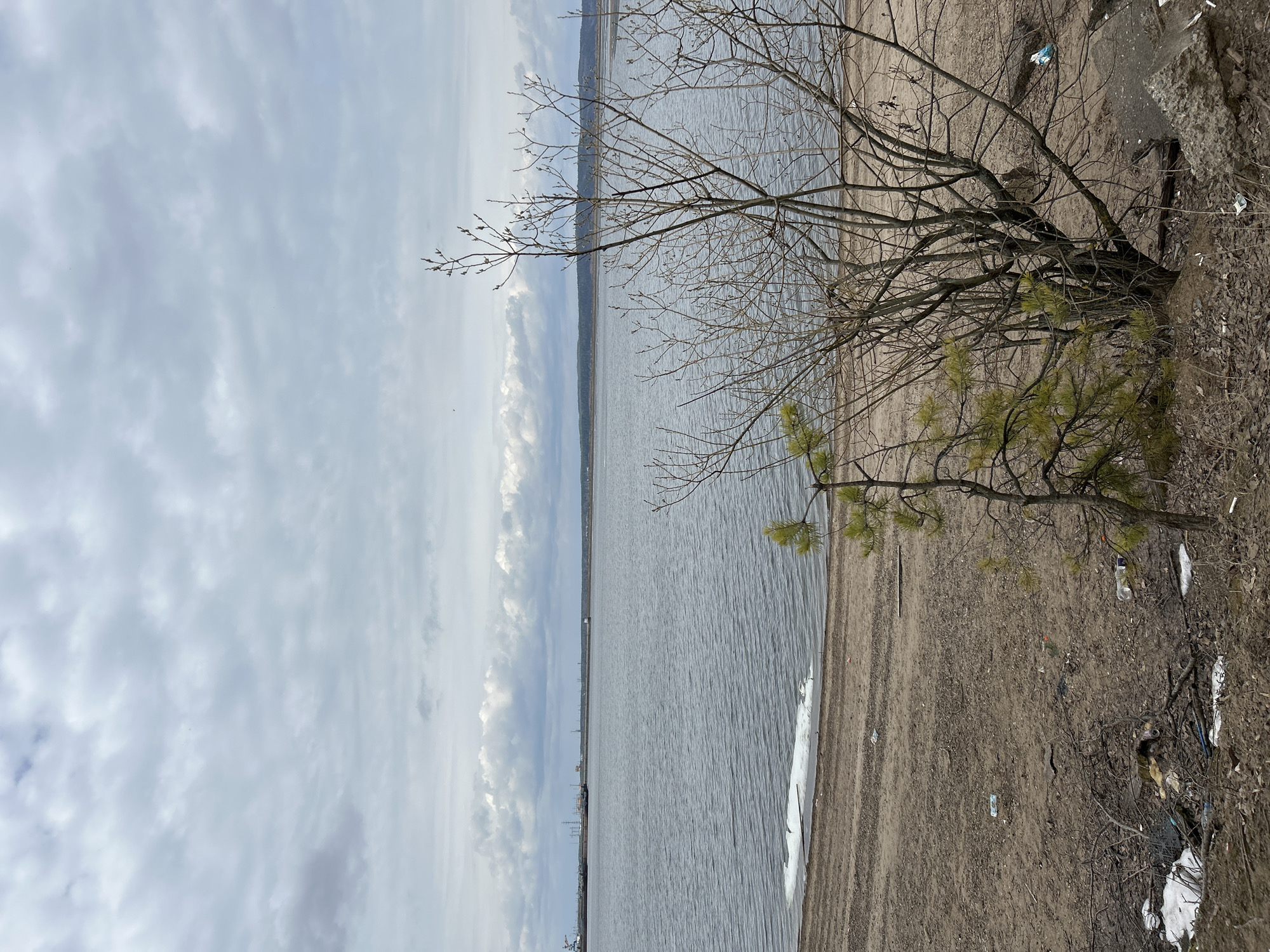 The image depicts a waterfront scene in Chaikovsky, Russia, under an overcast sky. The perspective is oriented vertically. To the left is a body of water, likely the Kama River, with visible waves and reflections of the sky. In the distance, there are industrial structures on the opposite shore. The right side of the image shows a sandy bank transitioning into a dirt and debris-strewn area. A tree with sparse branches dominates the foreground, with a small cluster of pine needles present. There is evidence of trash scattered on the ground, including plastic bottles and other discarded items. A concrete structure or remnant is visible at the upper right corner of the bank. Remnants of snow are near the shoreline. There are no people visible in the image.