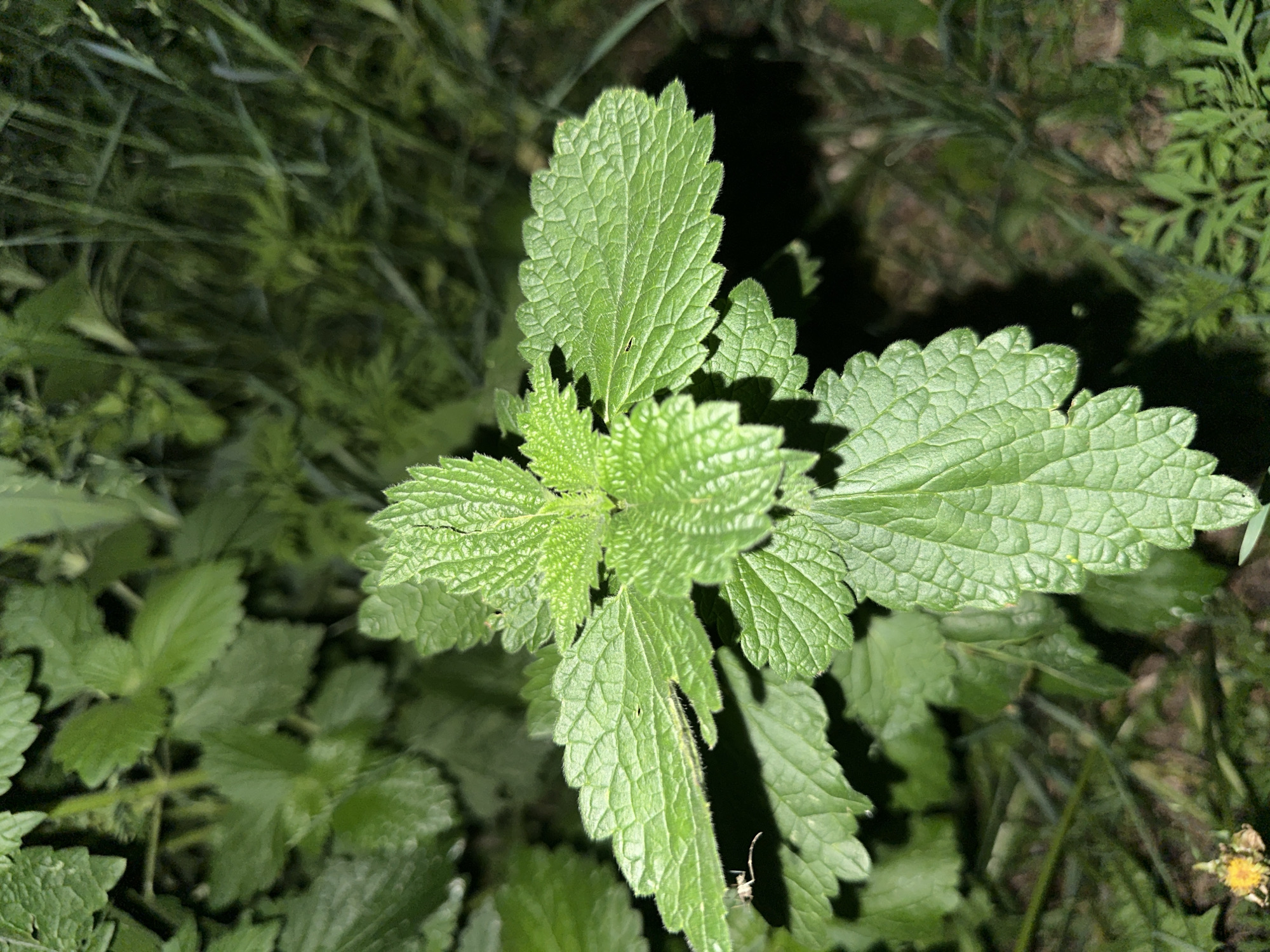 This media file is a close-up, high-angle shot of a cluster of bright green leaves, likely from a plant with serrated edges. The leaves are the primary subject, with a focus on their textured surfaces, showing intricate vein patterns and a slightly fuzzy appearance along the edges. The plant appears to be in a natural setting, surrounded by other green foliage and grasses, some of which are out of focus and appear darker, suggesting a densely vegetated area. A small, light-colored insect, possibly a spider, is visible on one of the larger leaves. The lighting is somewhat dramatic, with areas of bright illumination on the leaves and dark shadows, indicating either early morning or late evening, or possibly artificial light directed at the plant. The overall impression is one of a close examination of plant life in a natural environment. There is no visible text.