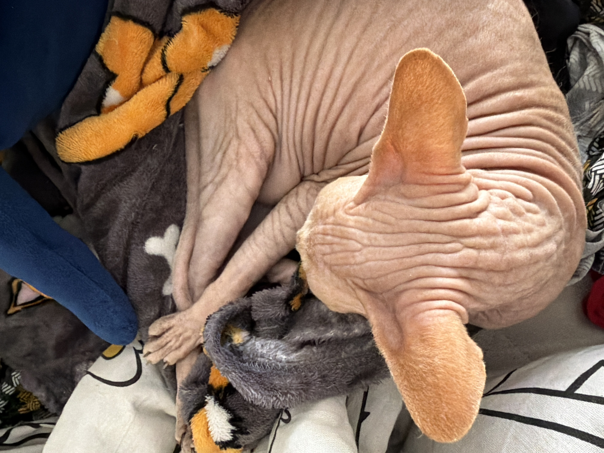 A Sphynx cat, characterized by its wrinkled pink skin and large orange ears, is curled up and sleeping on a soft surface covered with blankets and stuffed animals. The blankets have various patterns, including grey with white cat faces and orange and black fox or dog motifs. A blue stuffed object is partially visible at the top. The cat's paws are visible, tucked in close to its body. The scene appears to be indoors, possibly in a bedroom or living area. The image does not contain any information that could be used to determine its location in the city of Ufa, Russia.