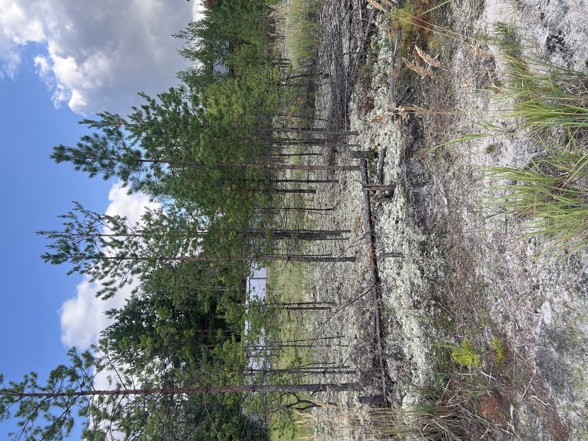 The image shows a sandy area with sparse pine trees, dry grass, and lichen-covered ground, indicative of a natural landscape. In the background, there is a white fence and a glimpse of a building with a dark roof, suggesting the presence of human habitation or a nearby structure. The sky is partly cloudy with a mix of blue sky and white clouds. This scene is consistent with the forested and sandy areas found on the outskirts of Surgut, Russia, which is known for its taiga environment.