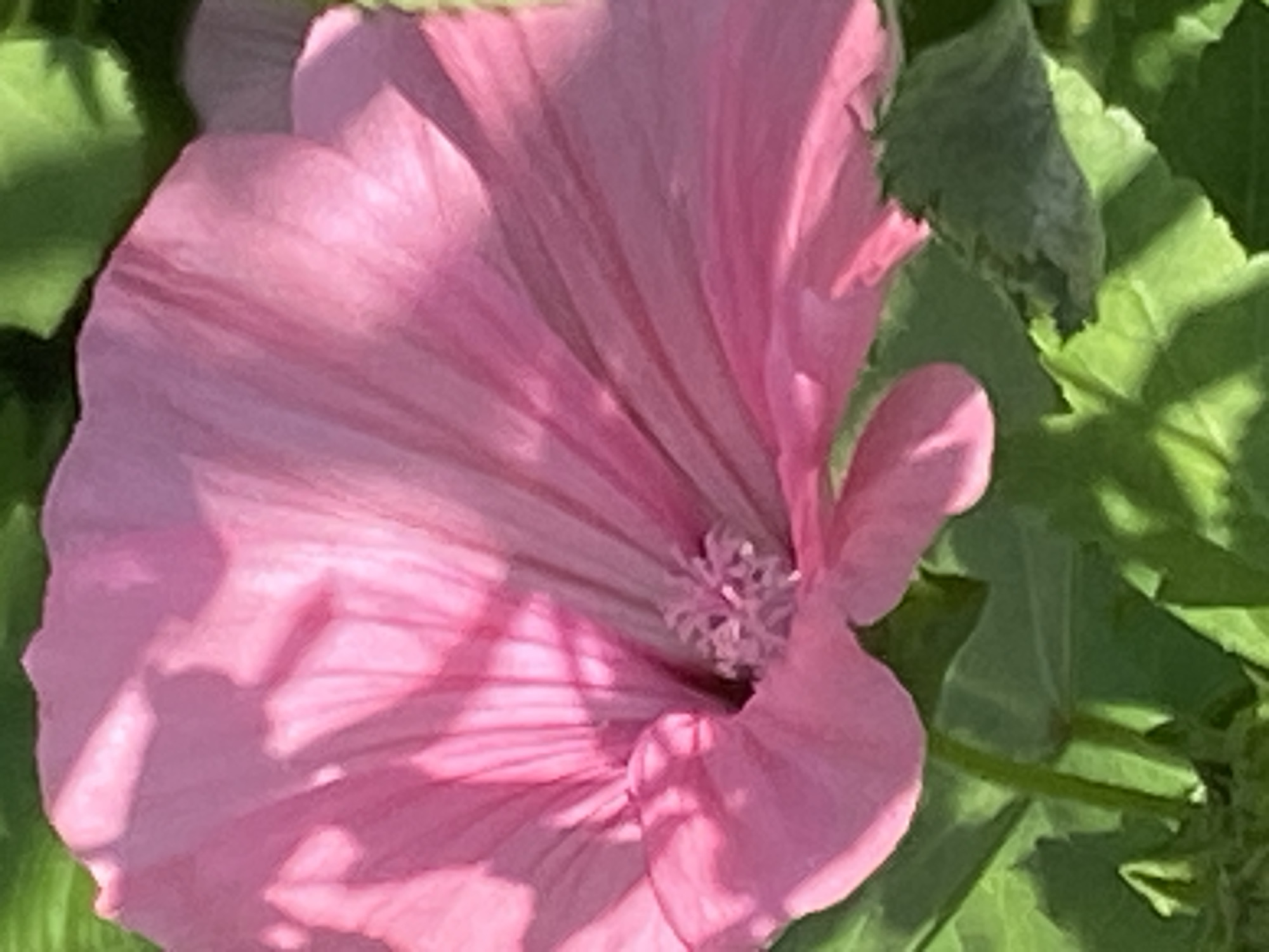 The image shows a close-up view of a large, pink flower with delicate petals. The flower is in full bloom, with its petals spread open to reveal the center. The lighting creates dappled shadows across the petals, highlighting their texture and the intricate veins. The background consists of blurred green leaves, suggesting the flower is growing in a garden or natural setting. There is no visible indication of the city of Novokuznetsk, Russia, or any specific geographical features associated with it. The image focuses solely on the botanical subject matter.