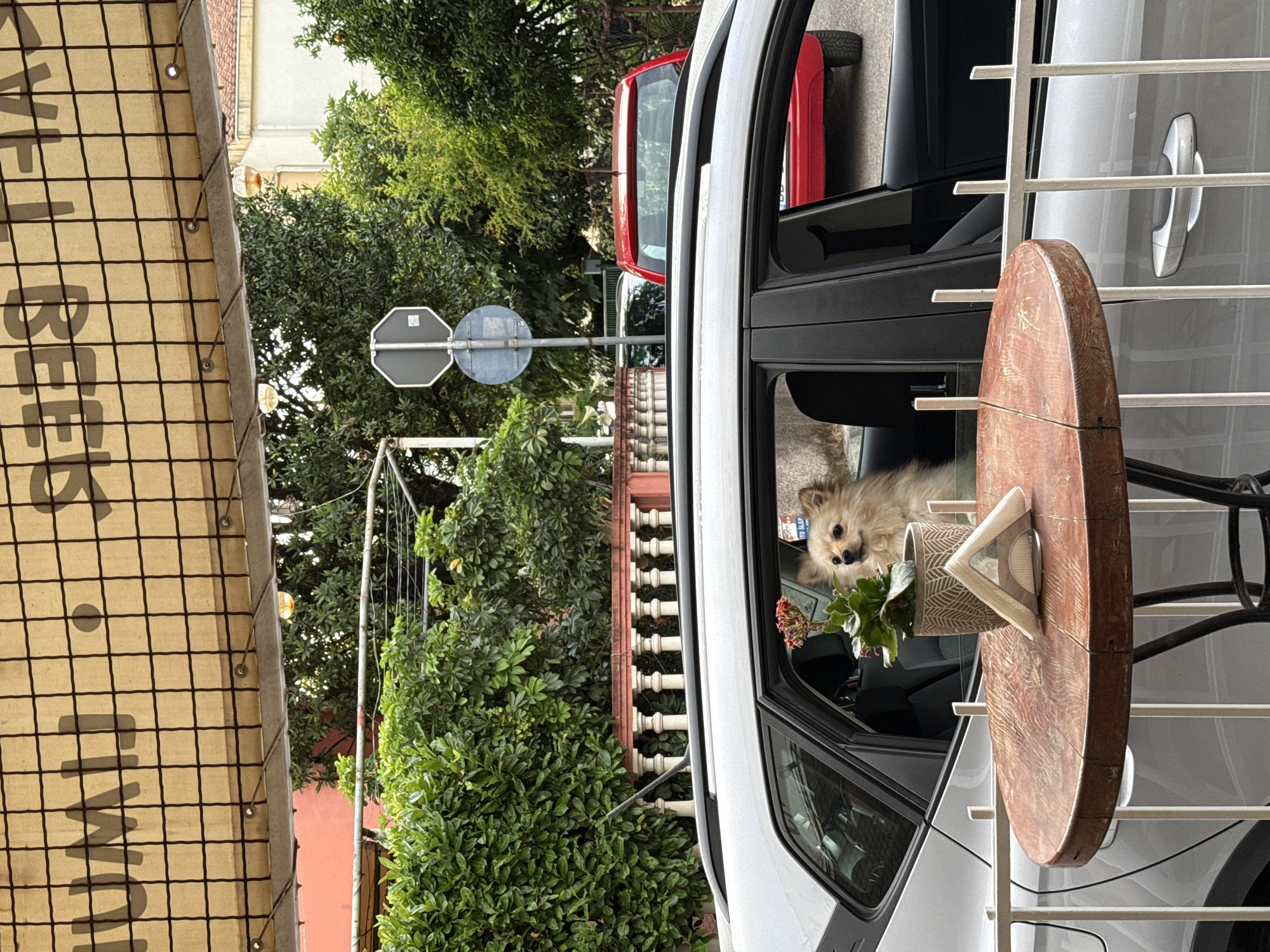 A fluffy, light-colored dog is sitting in the passenger seat of a silver car, looking out the window. A potted plant with red flowers sits on the car's dashboard. In the foreground, a round, wooden table with a napkin holder and napkins is visible. Behind the car, a red car is parked. Trees and a building are in the background. The scene appears to be an outdoor cafe or street setting.