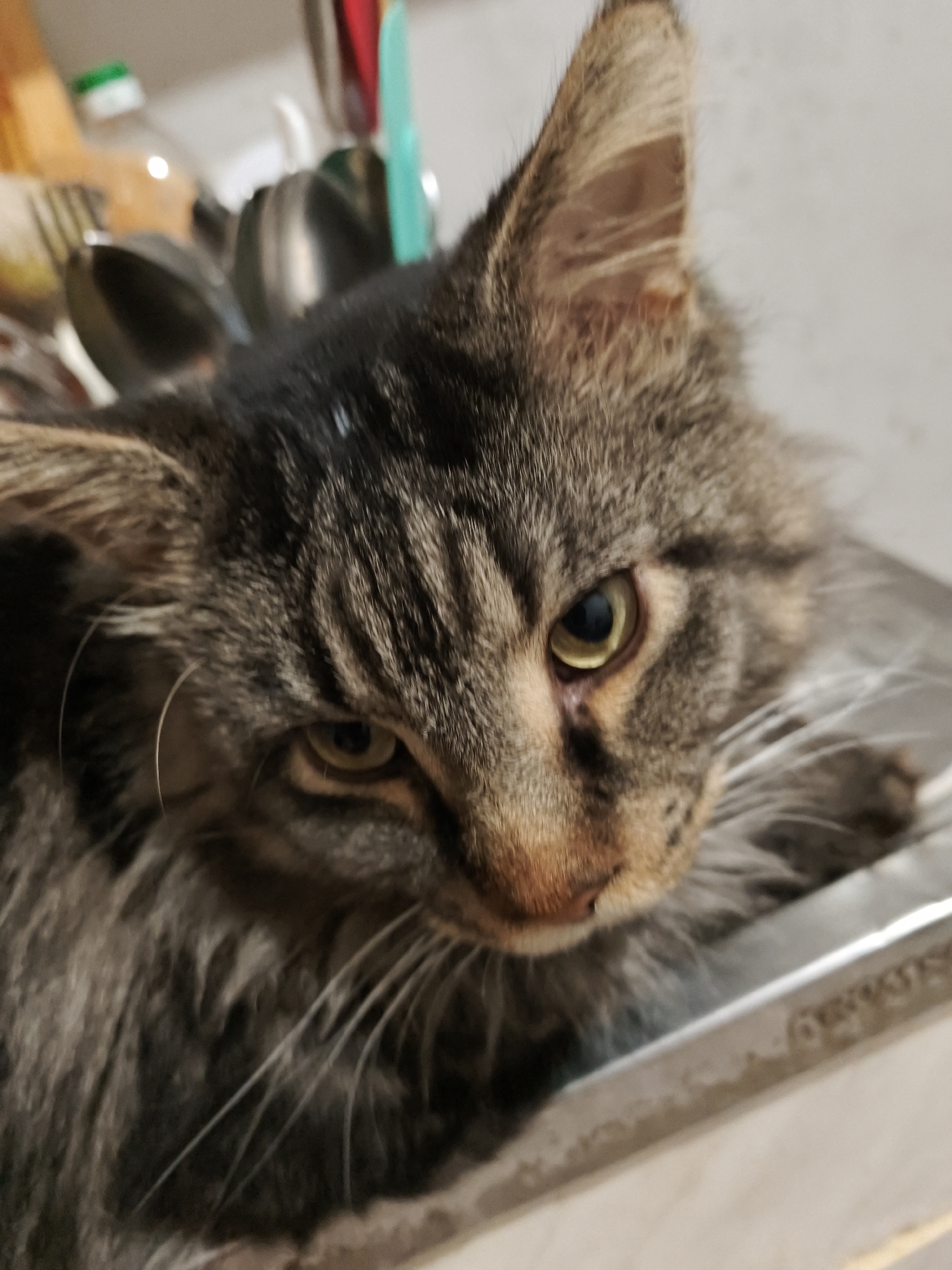 The image shows a close-up of a tabby cat with fluffy fur and yellow eyes. The cat is looking downwards and to its right. The background is blurred and appears to be a kitchen environment, with some utensils and bottles visible. There is no information available about the location in Star, Russia.