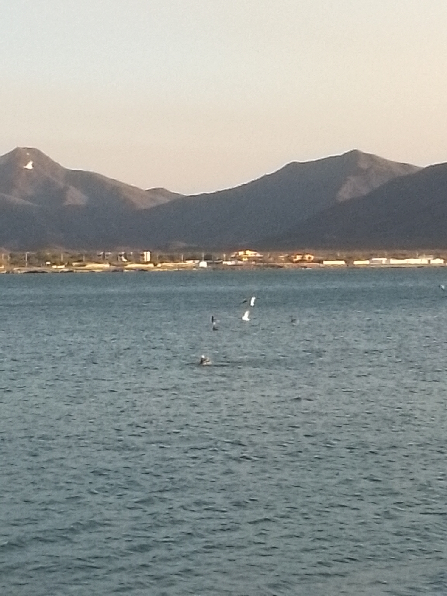The image shows a view of the ocean in Juan Griego, Venezuela, with mountains in the background. There are a few buildings visible along the coastline. Several birds are flying over the water.