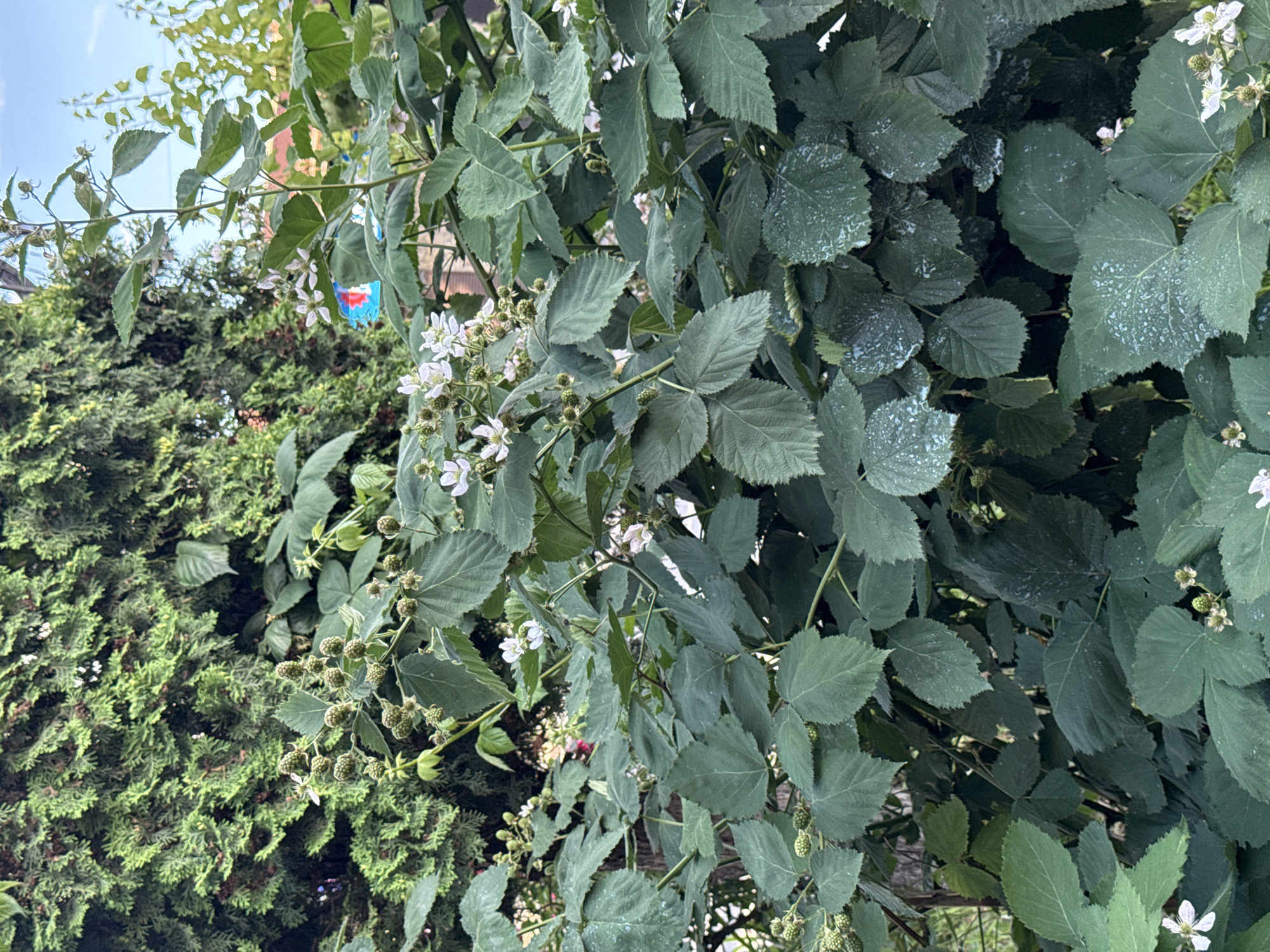 In Assinovskaya, Russia, a close-up shot captures a vibrant blackberry bush in a garden setting. The bush is laden with numerous green, unripe blackberries, interspersed with delicate white blossoms. Lush, dark green leaves dominate the frame, some displaying a slightly dew-kissed appearance. In the background, the dense foliage of a coniferous tree creates a textured green backdrop, hinting at the natural beauty of the location.