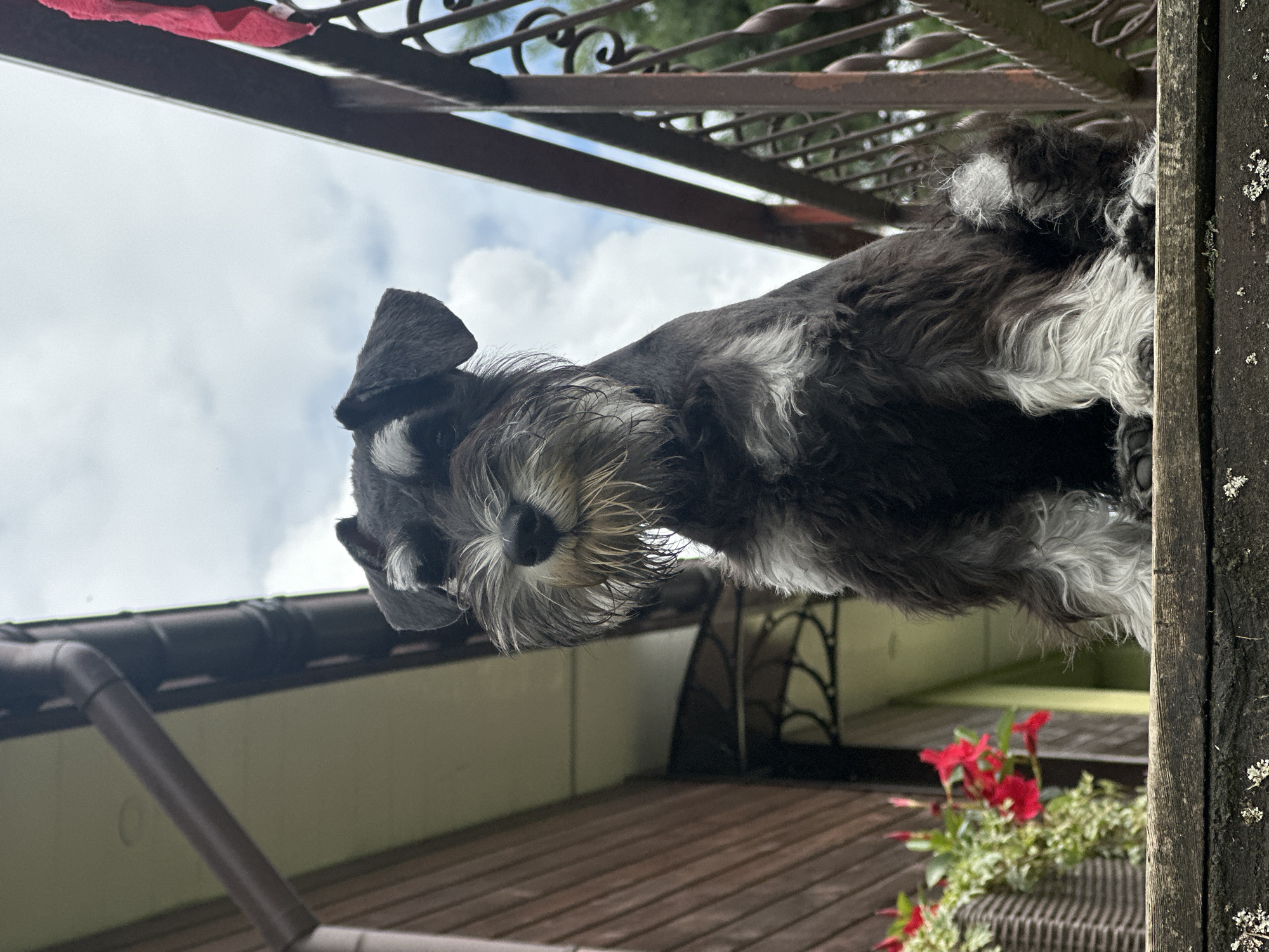 A low-angle, medium shot captures a Miniature Schnauzer dog sitting on a wooden ledge outdoors. The dog is predominantly black and gray with white markings on its face, chest, and legs, featuring a distinctive bushy beard and eyebrows. It is positioned centrally in the frame, facing forward with its head tilted slightly.
Behind the dog, to the left, is a brown wooden building with a section of guttering visible. In front of the building and to the left of the dog, a woven basket holds vibrant red flowers and green foliage. To the right of the dog, a dark brown, ornate metal railing extends vertically. The background consists of a bright, cloudy sky and hints of green trees and foliage through the railing. The wooden ledge the dog is sitting on appears weathered and slightly dirty, with patches of lichen. The overall environment suggests an outdoor residential setting, potentially a porch or deck. There are no people visible in the image.