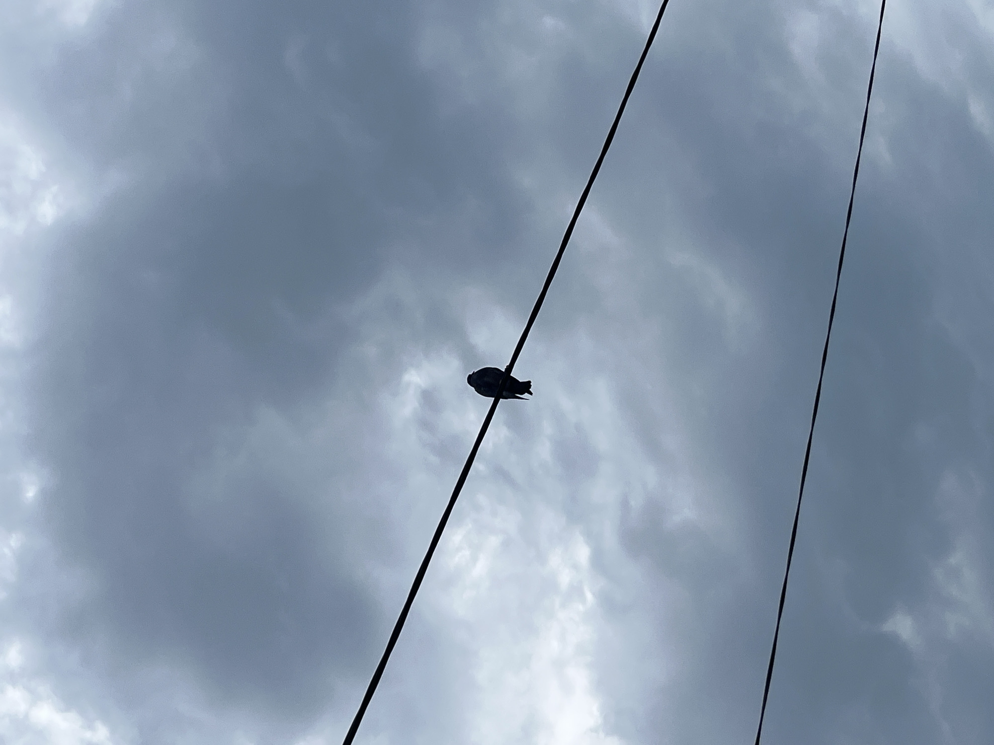 A solitary dark bird is perched on a power line against a cloudy, overcast sky. The power line runs diagonally across the frame from the upper left to the lower right. Another power line runs horizontally in the lower portion of the image. The sky is filled with varying shades of gray clouds, suggesting a gloomy or stormy day. The scene is devoid of other visible subjects or any indication of the city of Drohobych, Ukraine.