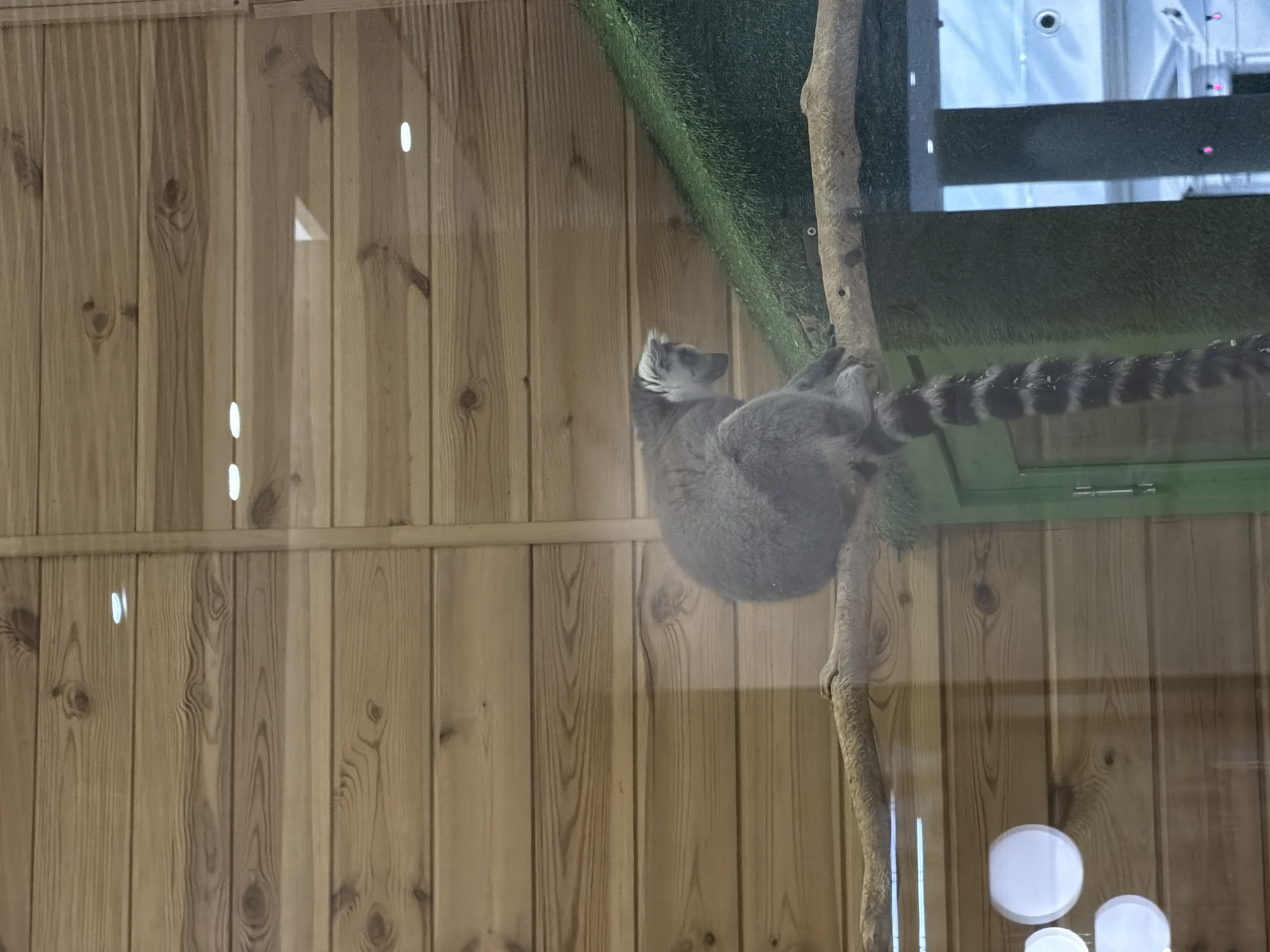 A ring-tailed lemur is perched on a branch, its body facing left and its head turned downwards. The lemur has grey fur, a white face with dark eye markings, and a long, bushy tail with black and white rings. The background consists of a wooden wall and a green, grassy incline. The scene appears to be an enclosure in a zoo or animal park. No specific location in Kyiv, Ukraine is identifiable from the image.