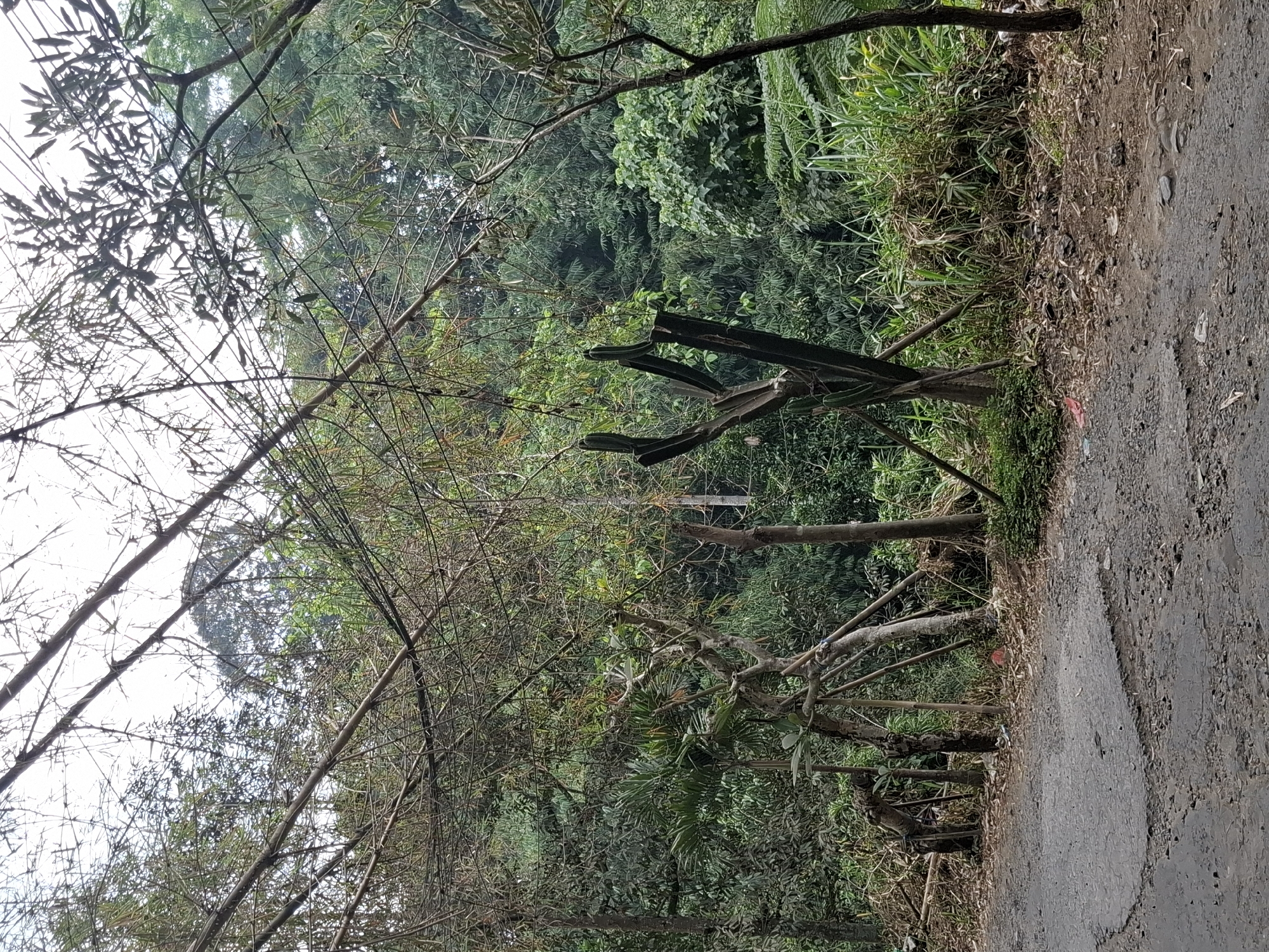 The image depicts a roadside scene in a lush, green environment, likely a rural area or the outskirts of a city. A paved road, showing signs of wear and tear with visible cracks and patches, occupies the lower portion of the frame. To the right of the road, a dense thicket of tall grasses and reeds grows, with a few taller trees interspersed.
The dominant feature of the scene is an elaborate, interwoven structure of bamboo poles and branches that spans across the upper part of the image, arching over the road and extending into the vegetation. Some of these bamboo structures appear to be dead or dried, with bare branches and minimal foliage. In the mid-ground, several upright, dark-colored poles with a bifurcated top, resembling a stylized representation of a cactus or a unique type of plant, are prominently displayed, supported by additional bamboo stakes. Various other trees and dense green foliage form a verdant backdrop, suggesting a tropical or subtropical climate.
There are no people visible in the image. The scene appears to be a natural or semi-natural setting, possibly a path or an informal area near a forest or a cultivated area. The presence of bamboo, dense vegetation, and the overall tropical feel are consistent with many areas in Indonesia, including the vicinity of Balekambang. However, without specific landmarks or contextual information, pinpointing the exact location within Balekambang or anywhere else is not possible from the visual data alone. The scene is static and appears to be a snapshot of a natural landscape.