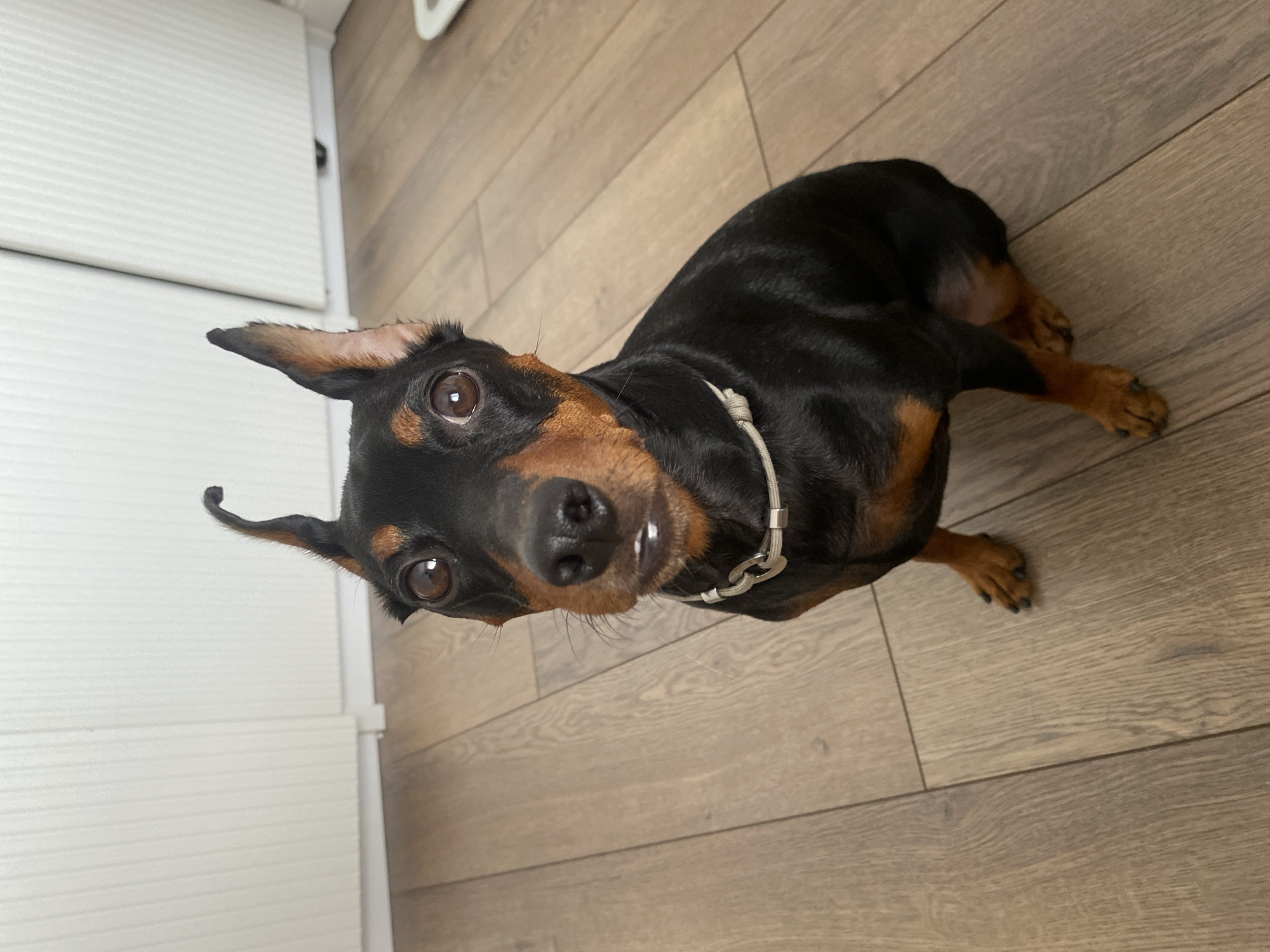 A miniature pinscher dog is sitting on a light brown wooden floor. The dog has black fur with tan markings on its face, chest, and legs. It is wearing a silver collar. The dog is looking directly at the camera with its ears perked up. The background is a white wall with vertical lines. The image appears to be taken indoors in a residential setting. There is no indication that this image is located in Moscow, Russia.