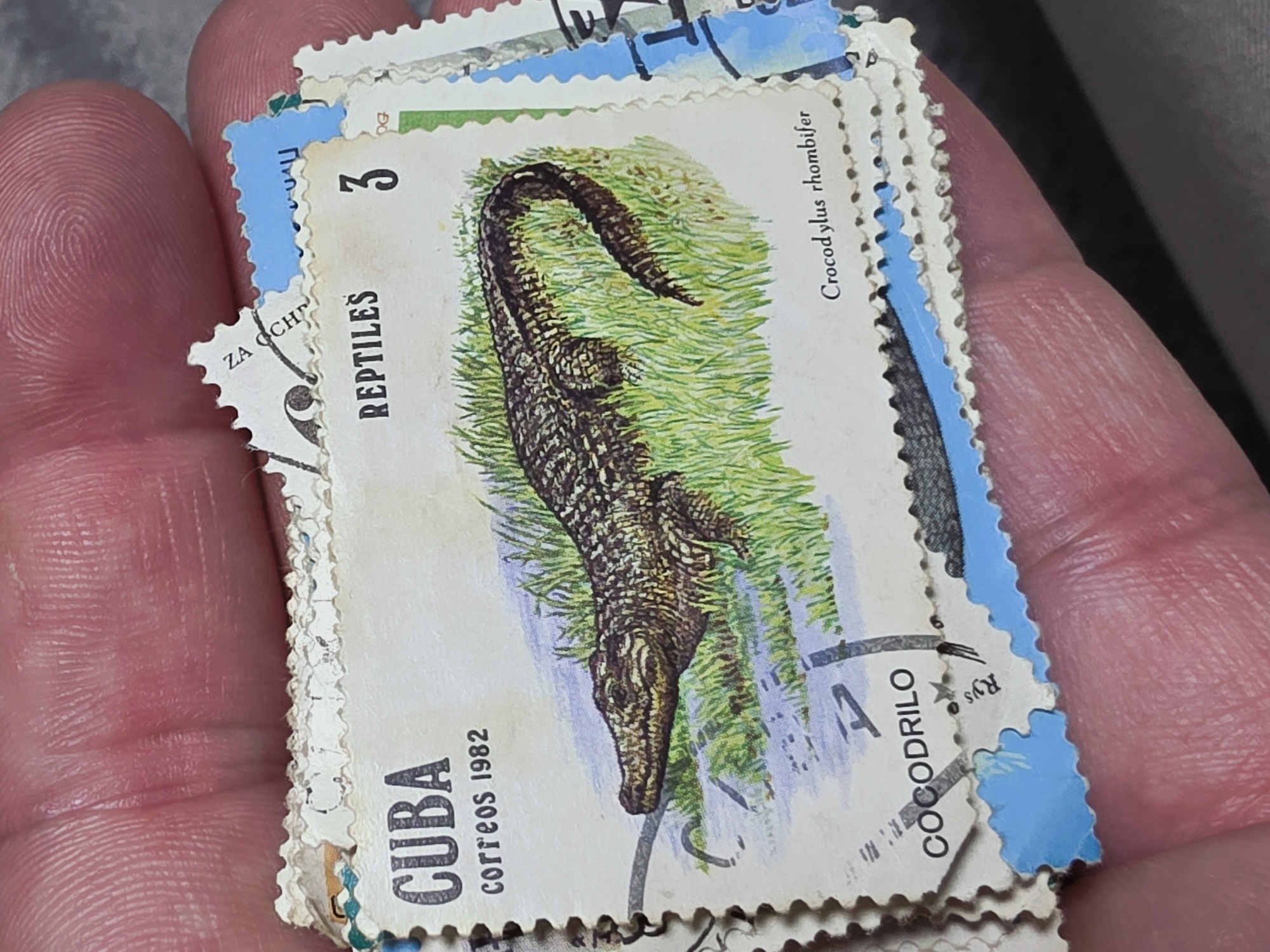 A close-up shot depicts a stack of postage stamps held in a hand. The top stamp features an illustration of a crocodile, labelled "Crocodilus rhombifer," set against a backdrop of green vegetation and water. The stamp also includes the number "3," the word "REPTILES," and the text "CUBA correos 1982." The words "COCODRILO" and letters "Rys" are also present, though partially obscured. Other stamps in the stack are partially visible, showing blue borders and fragments of text. The hand appears to be holding the stamps in a casual manner. The location is unknown and no one from the city of Varna, Bulgaria, is involved.