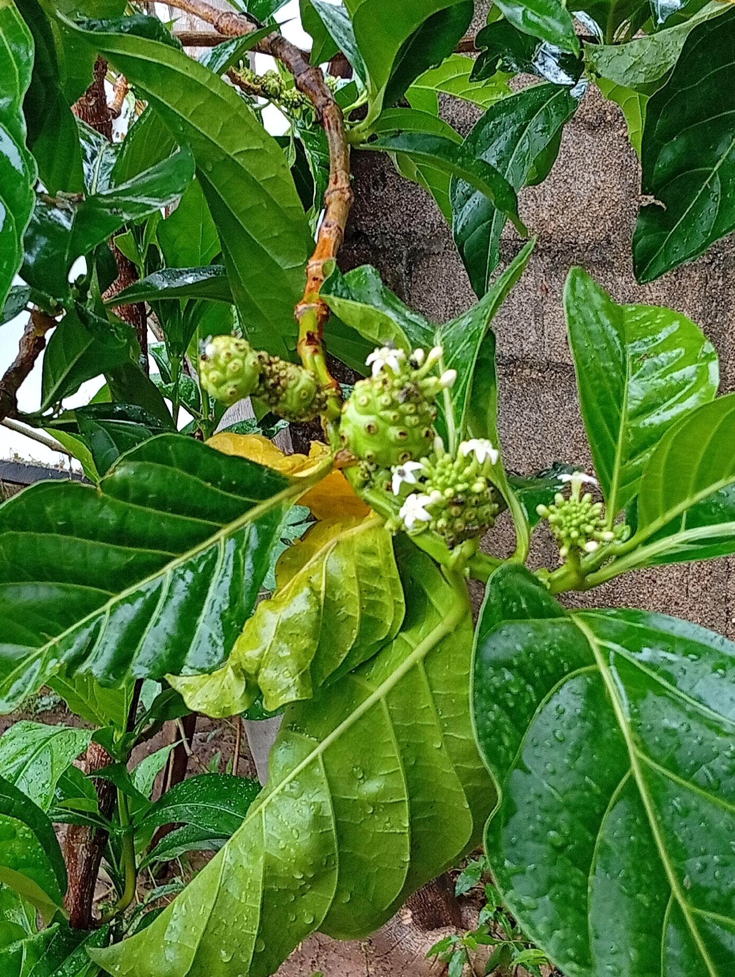 The image shows a close-up view of a noni tree with green leaves, developing fruits, and small white flowers. Water droplets are visible on the leaves, suggesting recent rain. The background consists of a textured, sandy-colored wall and some brown branches. The scene appears to be outdoors, possibly in a garden or yard, located in Jalingo, Nigeria. There are no people or animals visible in the image.