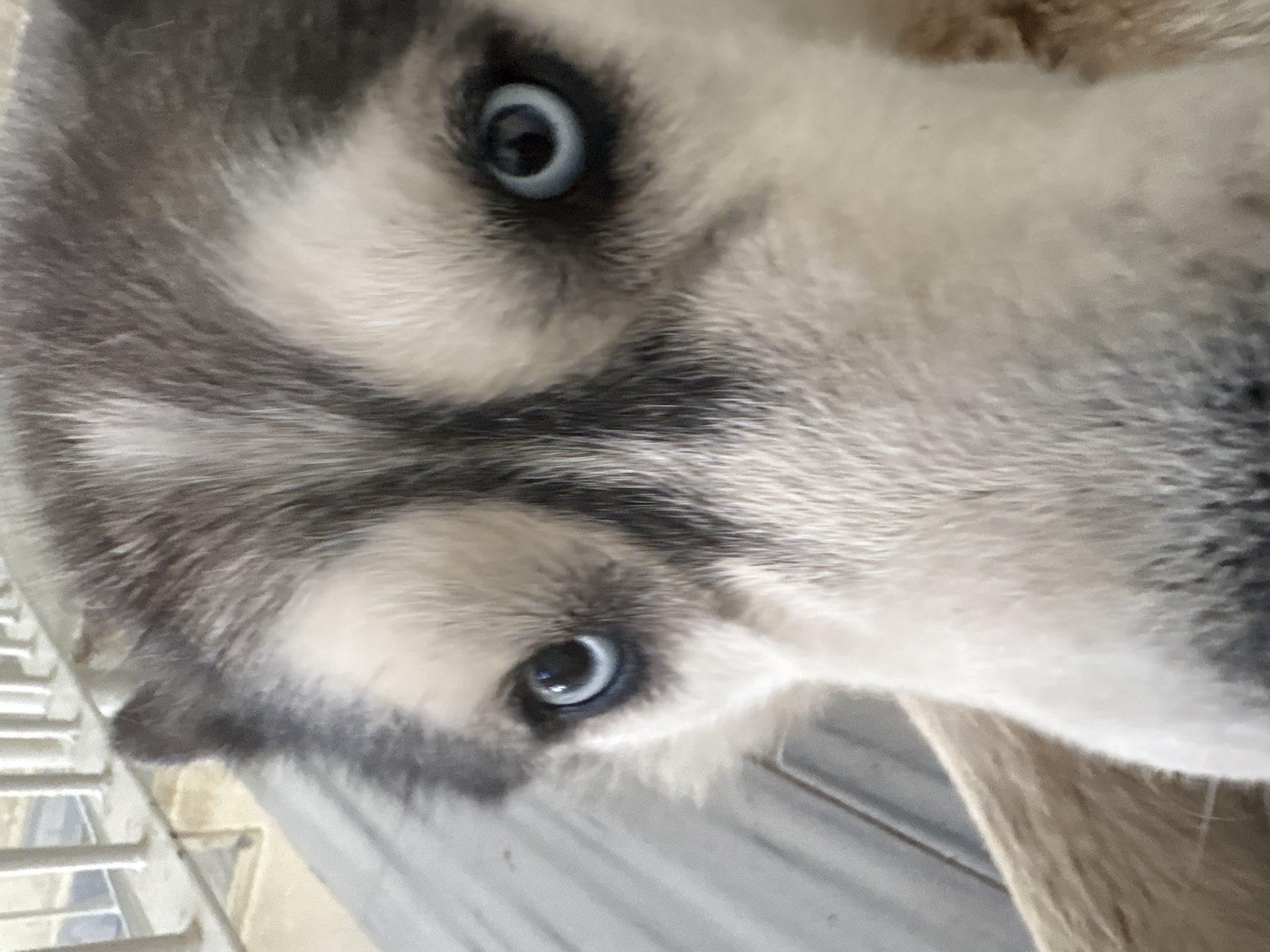A close-up, slightly blurry, eye-level shot shows the face of a husky dog. The dog's blue eyes are the focal point, with the left eye slightly out of focus and the right eye in sharper focus. The dog's fur is a mix of gray, black, and white. The background appears to be an outdoor enclosure with metal bars and a light-colored surface, possibly concrete or pavement. The image does not provide any specific information about the location in Марковский, Russia.