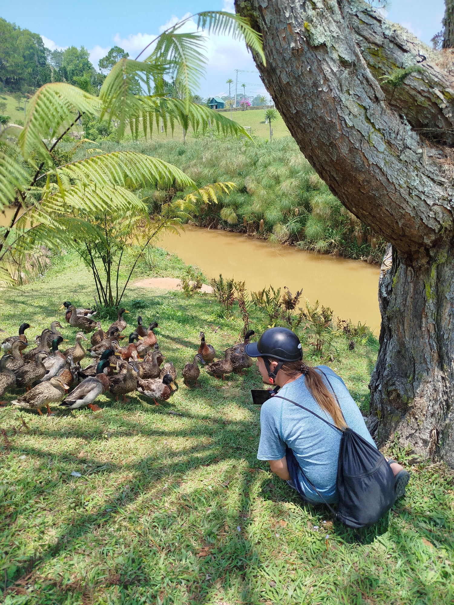 A person wearing a black helmet and a blue shirt is crouching on the green grass, facing a group of ducks. The person is holding a black device. A black bag is on the ground beside the person. The ducks are of varying brown and black patterns. A tree stands beside the person. Behind the ducks is a small body of water surrounded by green plants. Beyond the water, the landscape slopes upwards, with trees and some buildings visible in the distance. The sky is bright blue with some scattered clouds. The location is in the city of Đa Nghịt 1, Vietnam.