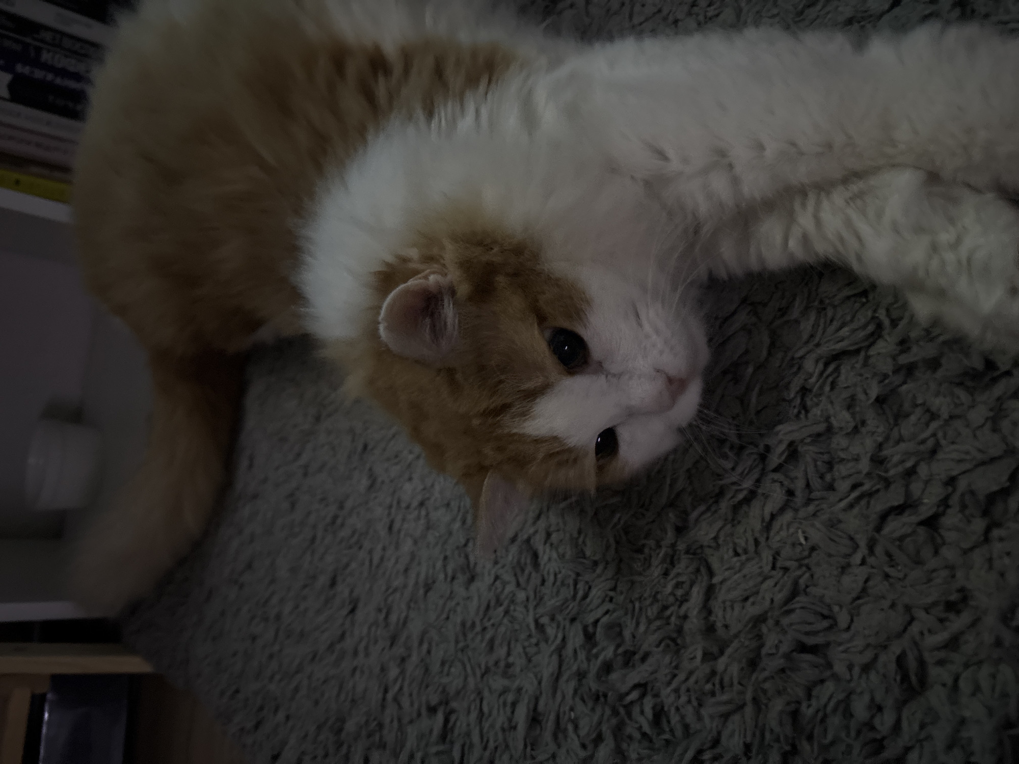 A fluffy, long-haired cat is the central subject, lying on a shaggy, dark grey or greenish-grey carpet. The cat has white fur predominantly on its face, chest, belly, and paws, with significant patches of ginger or orange fur on its back, head, and tail. Its dark eyes are open and appear to be looking forward or slightly towards the viewer. The cat is stretched out in a relaxed but alert pose.
The scene takes place indoors, likely within a home in Zheleznogorsk, Russia. The lighting is dim and soft, suggesting evening hours or a poorly lit room. In the blurred background on the left, there are shelves or furniture holding various indistinct objects, possibly books. These objects are dark and rectangular.
The cat appears calm and observant. No discernible text is clearly visible in the image due to blurriness and low light, though some extremely faint, unreadable shapes resembling text might exist on background objects.