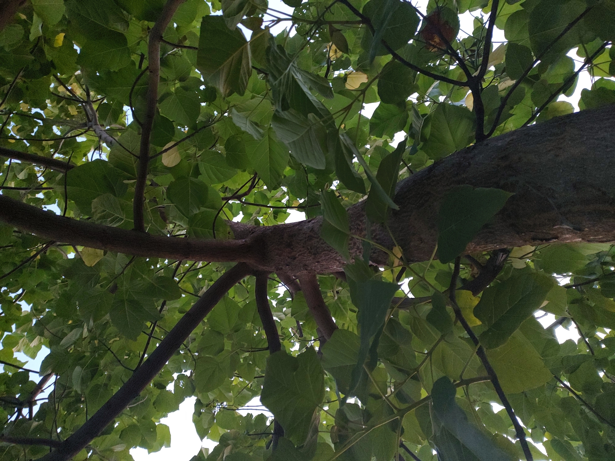 This media file is a low-angle photograph looking up into the canopy of a tree. The primary subjects are the tree's trunk, branches, and numerous green leaves. The leaves are large and heart-shaped, with some showing signs of yellowing, suggesting it might be late summer or early autumn. The trunk of the tree is thick and textured, appearing dark and rough. Several branches extend outwards and upwards, covered in foliage. The background is a bright, overcast sky, indicating it is daytime. The composition is dominated by the natural elements of the tree and sky, with no signs of human presence or activity. The image provides a sense of being underneath the tree, looking up through its dense foliage. The location context of Kochmar, Bulgaria, suggests this is a natural outdoor scene likely in a park, garden, or forest area within that region. There is no visible text in the image.
