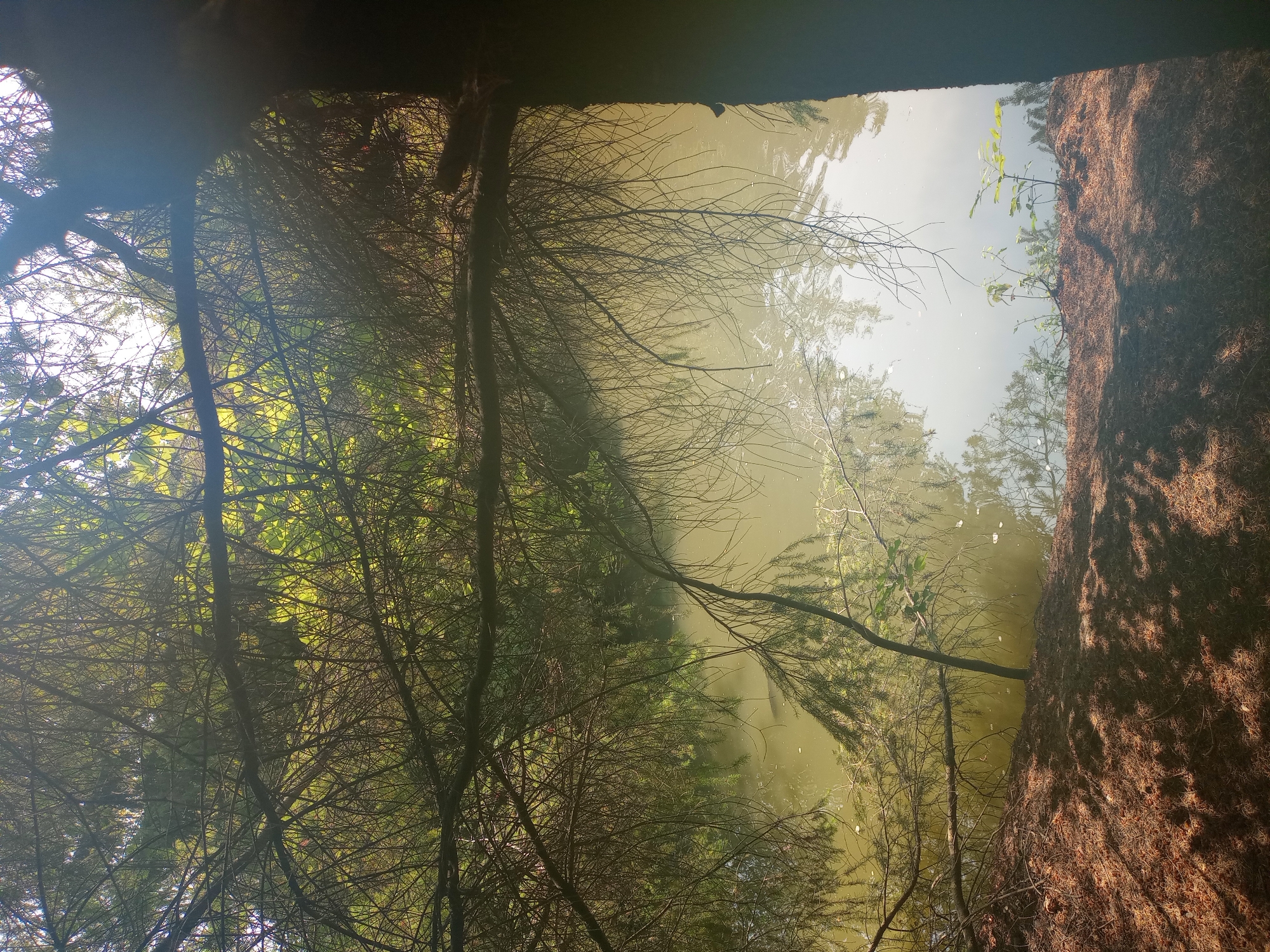 The image depicts a serene natural scene of a body of water, likely a pond or lake, framed by the dense branches of evergreen trees. Sunlight filters through the foliage, creating dappled shadows on the pine needle-covered ground in the foreground. The water itself is calm, reflecting the surrounding greenery and the bright sky. There is a visible fish swimming near the surface in the middle of the body of water. The overall atmosphere is one of tranquility and natural beauty. Based on the provided context, this scene is located in the city of Gelsenkirchen, Germany.