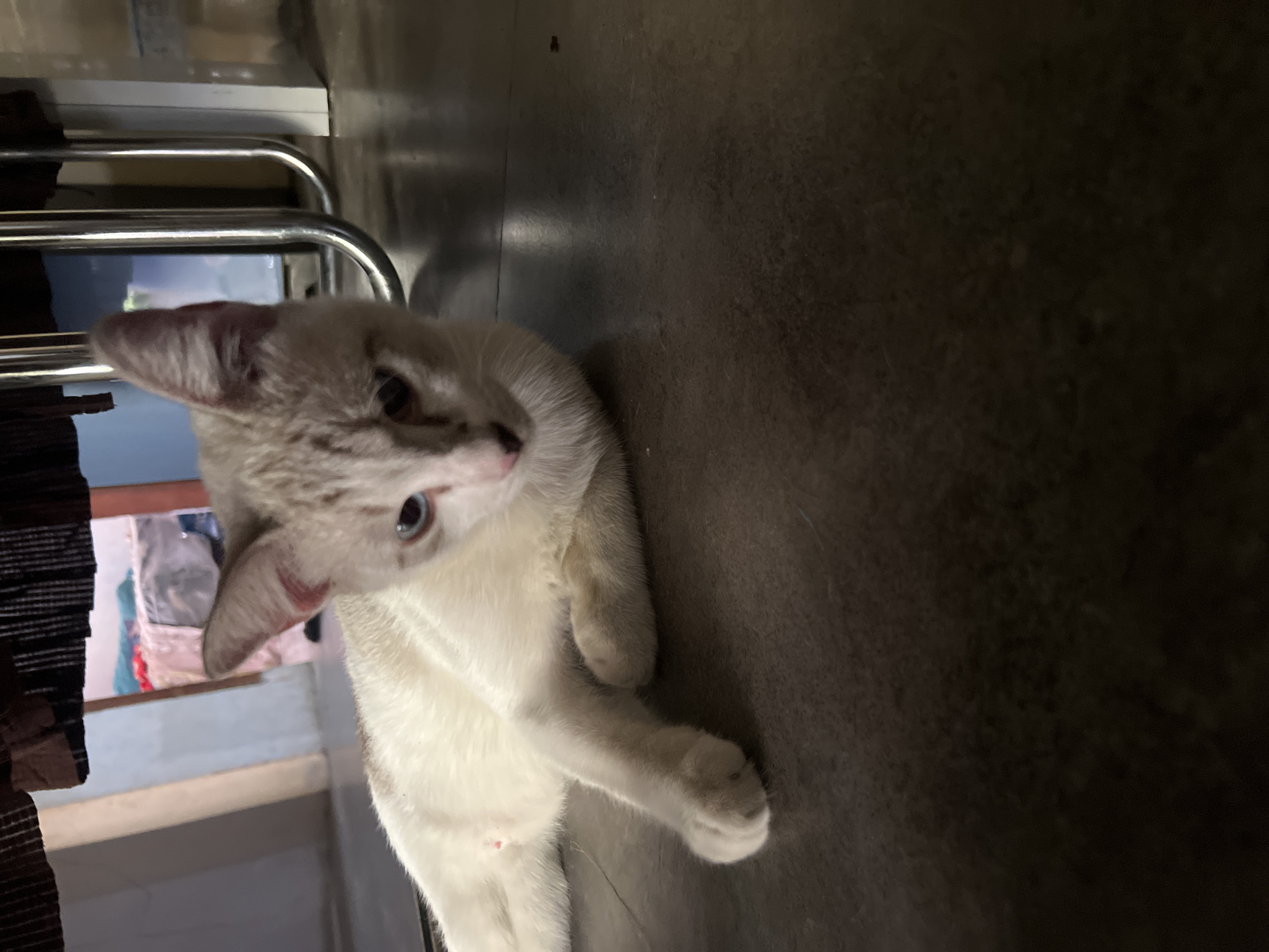 A light-colored cat with blue eyes lies on a dark gray floor in what appears to be an indoor setting. The cat is positioned in the foreground, facing slightly to the right, with its left front paw extended forward. Its fur has faint tabby markings on its head and back. In the background, a doorway leads to a room with laundry visible. To the right of the cat, there are several curved, metallic legs of furniture, suggesting a table or chairs. The overall lighting is dim, creating a shadowy atmosphere. The image does not provide any information that would allow for localization to Klapanunggal, Indonesia.