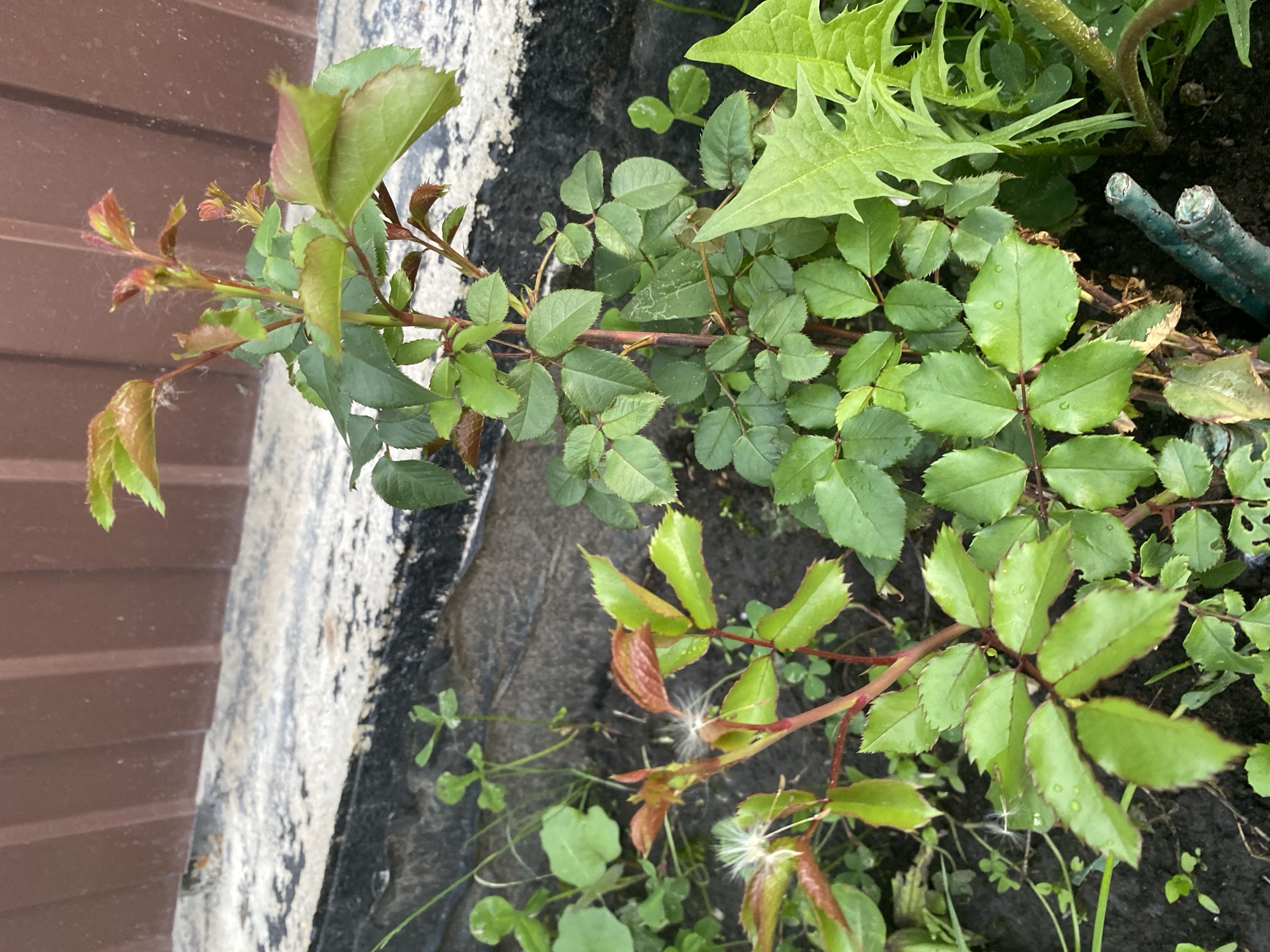 The image captures an outdoor botanical scene located in Tyumen, Russia. The central focus is a healthy rose bush exhibiting multiple stems with characteristic green compound leaves featuring serrated margins. New foliage and growth tips display a distinct reddish coloration. Several leaves retain small water droplets. White, feathery seeds, indicative of wind-dispersed plant species such as dandelion, are observed adhering to some rose leaves and stems in the foreground.
Surrounding the rose bush are various other green plants, including clover with its trifoliate leaves, and a plant with deeply lobed, pointed leaves positioned on the right side of the frame. The ground consists of dark, moist soil. A cut green cylindrical object, possibly a pruned stem or support, is visible in the bottom right corner.
The background features a horizontal concrete or stone border, partially covered with mottled black material and white efflorescence, separating the planted area from a reddish-brown corrugated metal structure. This metal structure, likely a fence or building facade, displays prominent vertical corrugations. No human figures, animals, or specific actions are depicted within the scene.