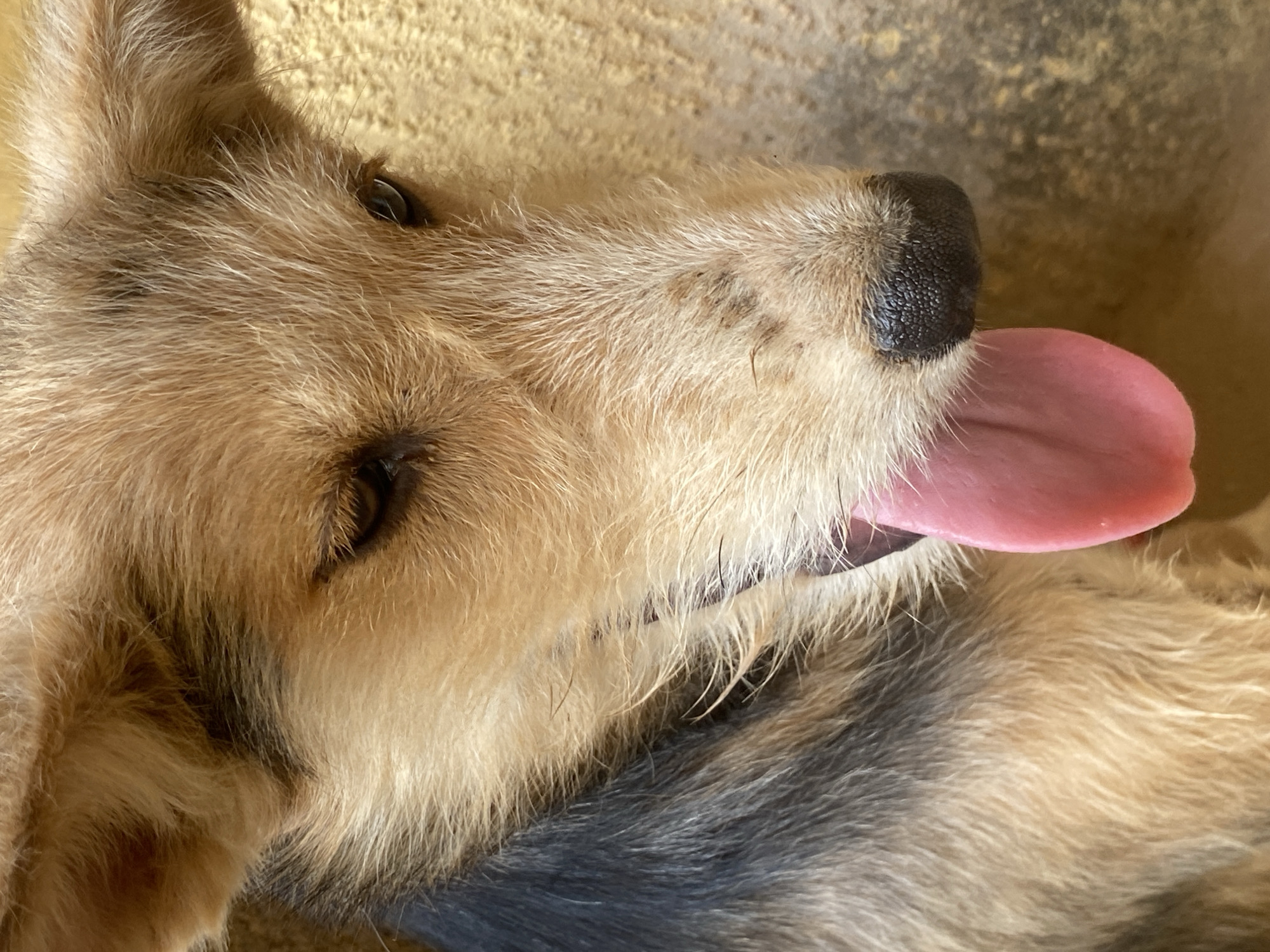 Close-up shot of a dog's head. The dog has brown and tan fur, with a black nose and brown eyes. Its tongue is hanging out. The background is blurry and appears to be a light tan color. The location is unknown, the city is speculative. No people are visible.