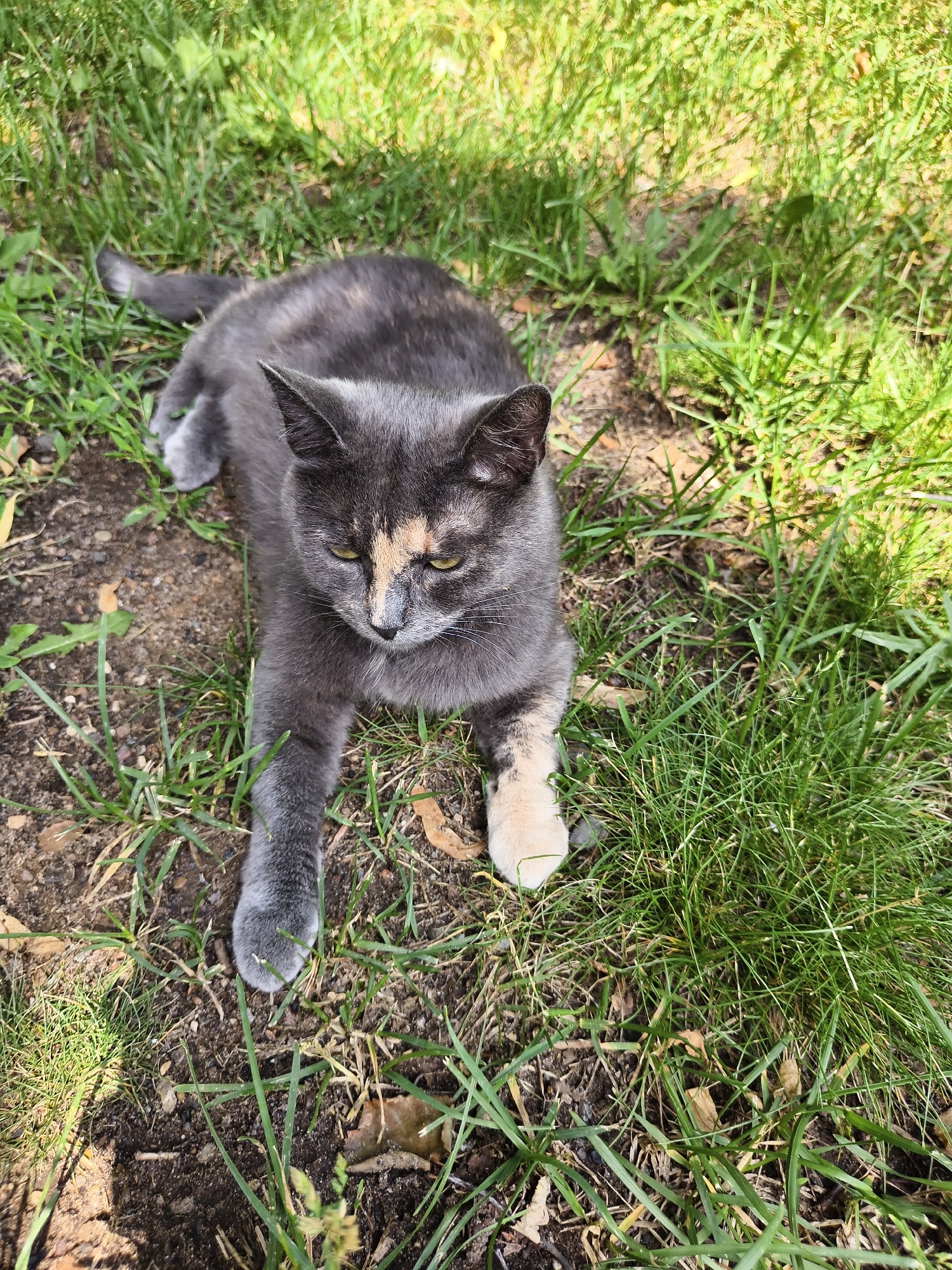 A tortoiseshell cat with grey and orange markings is lying on a patch of grass and dirt. The cat is facing the viewer, with its head slightly tilted down. Its left front paw is extended forward and is white, while its other paws are grey. The cat's eyes are partially closed, and it appears to be relaxed. The background is a blur of green grass and brown dirt. The lighting suggests it is daytime, with sunlight casting shadows.
