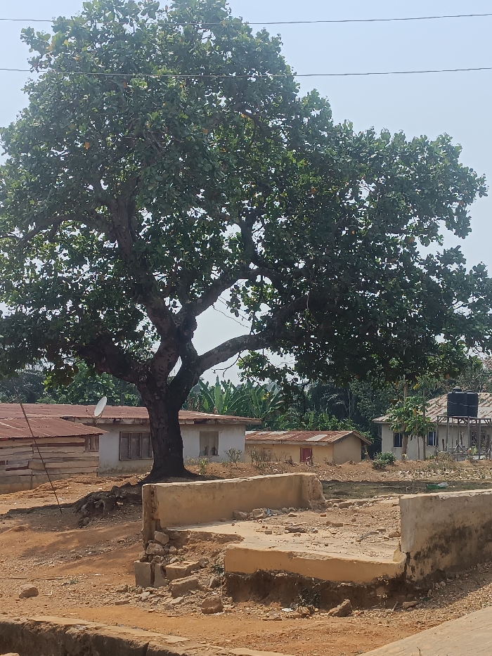 The image displays an outdoor scene in Oye, Nigeria, under a clear, light-blue sky. A large, prominent tree with a thick, dark brown trunk and a dense canopy of green foliage occupies the center of the frame. In the immediate foreground, a partially damaged or incomplete light-brown concrete structure or foundation is visible, with scattered debris and loose earth. The ground throughout the scene is reddish-brown, unpaved, and uneven.
In the middle ground, several single-story buildings with corrugated metal roofs are present. To the left, a structure with a light-colored, possibly wooden-slat, facade and a rusty roof is visible, adjacent to which a white satellite dish is mounted on a pole. Behind the central tree, a light-colored building with multiple dark-framed windows stands. To the right, another light-colored building with dark-framed windows features an elevated black water tank on a metal or wooden stand beside it. Further in the background, dense green vegetation, including broad-leafed plants, fills the space. Thin, dark utility lines are faintly visible spanning across the upper portion of the sky, intersecting with the tree canopy. No people or moving subjects are present.