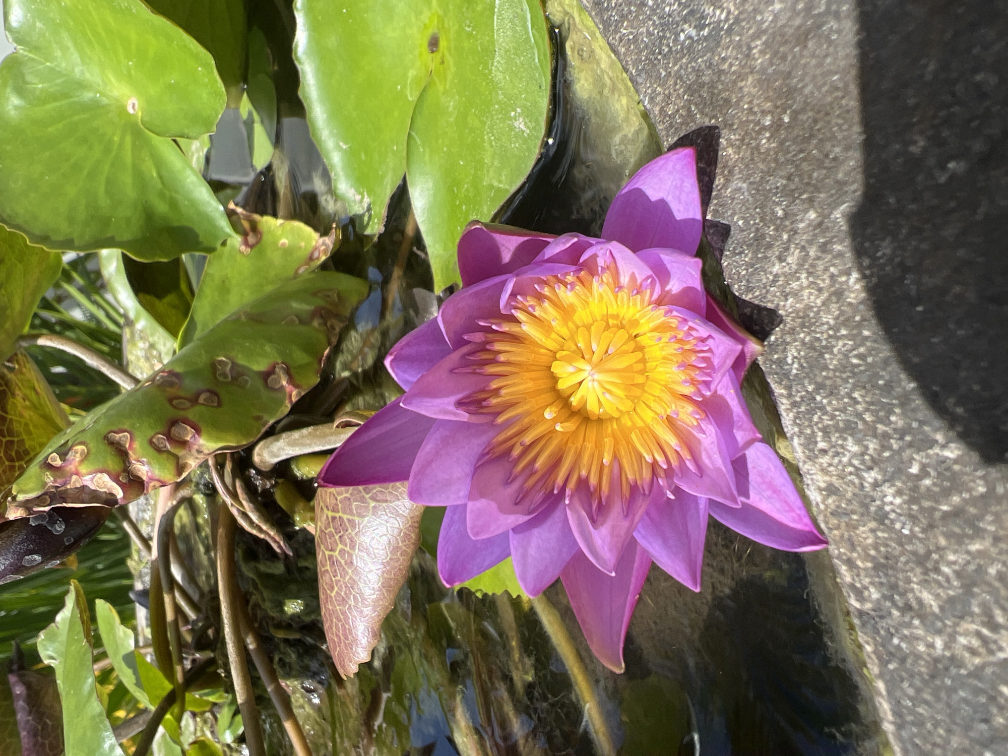 The image shows a purple and yellow water lily blooming in Kerobokan, Indonesia. The flower is positioned near a textured, grey concrete edge. Lily pads are present in the surrounding water, some showing spots or discoloration. There are thin brown stems and roots visible in the water. The scene is well-lit, with shadows present on the concrete edge and within the foliage.