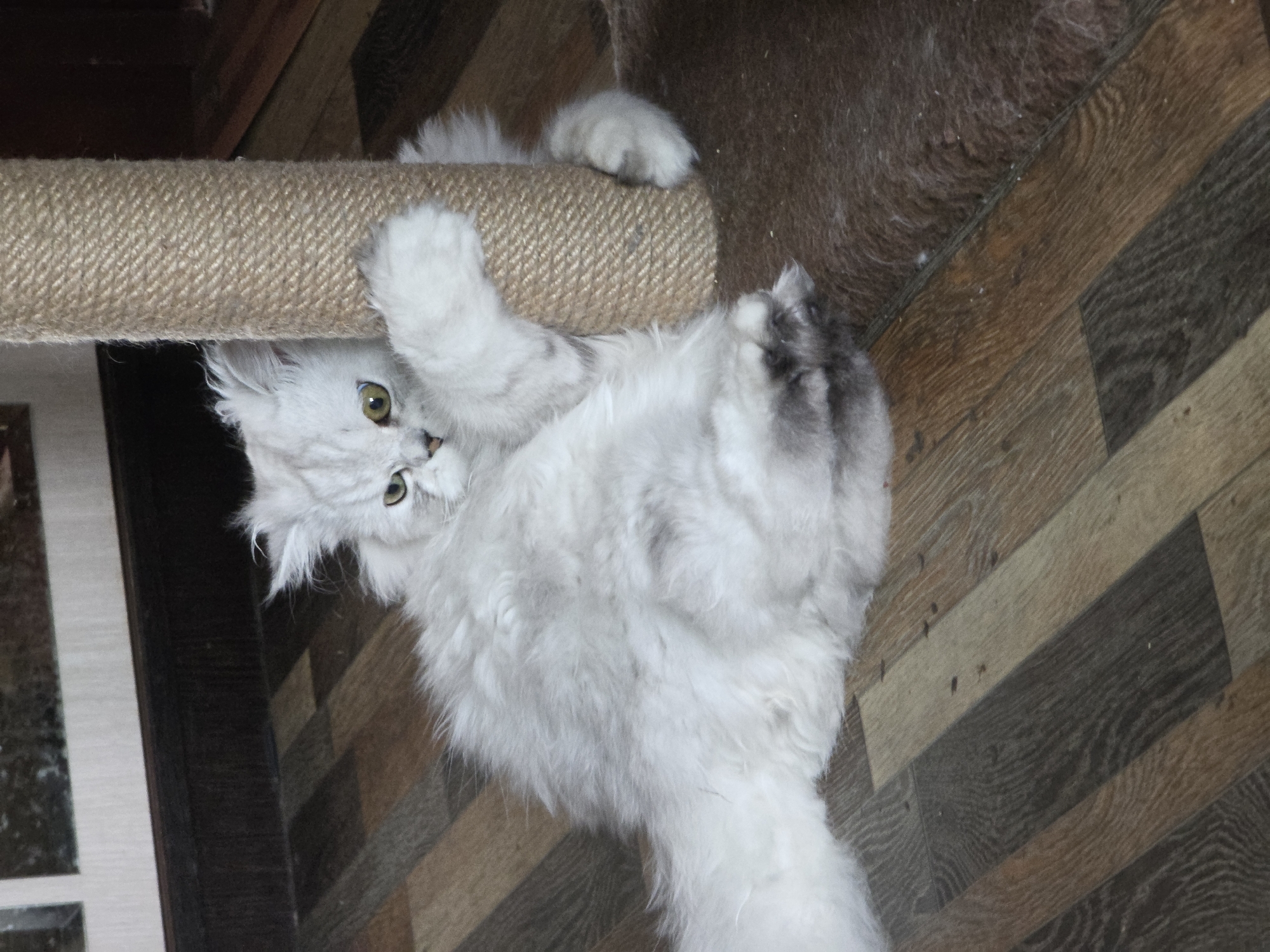 A fluffy, light-colored cat with green eyes is lying on a wooden floor next to a scratching post. The cat is curled up with its paws wrapped around the post. The floor is made of dark and light brown planks. In the background, there is a glimpse of a dark wall and a textured surface that may be a rug or carpet. The scene appears to be indoors. The image does not provide any information that allows for a determination of its location within Novocheboksarsk, Russia.