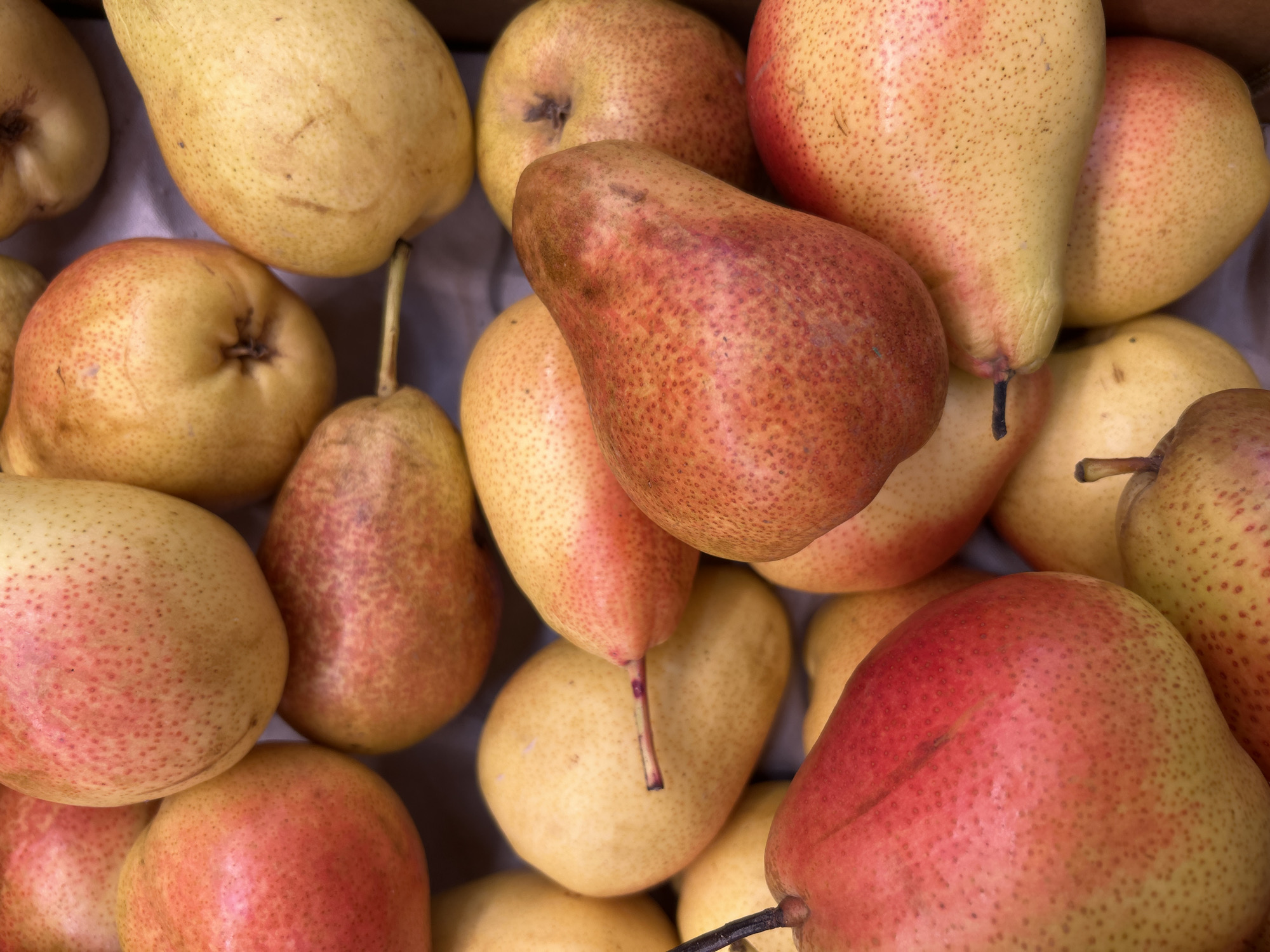 The image displays a close-up, overhead view of a pile of ripe pears. The pears are predominantly yellow with patches of red blush and have a speckled texture. Some pears are rounder, while others are more elongated. Stems are visible on some of the fruits. The lighting suggests an indoor setting, possibly a market stall or a grocery store display. There is no indication of a specific location in Detmold, Germany, or any people or actions.