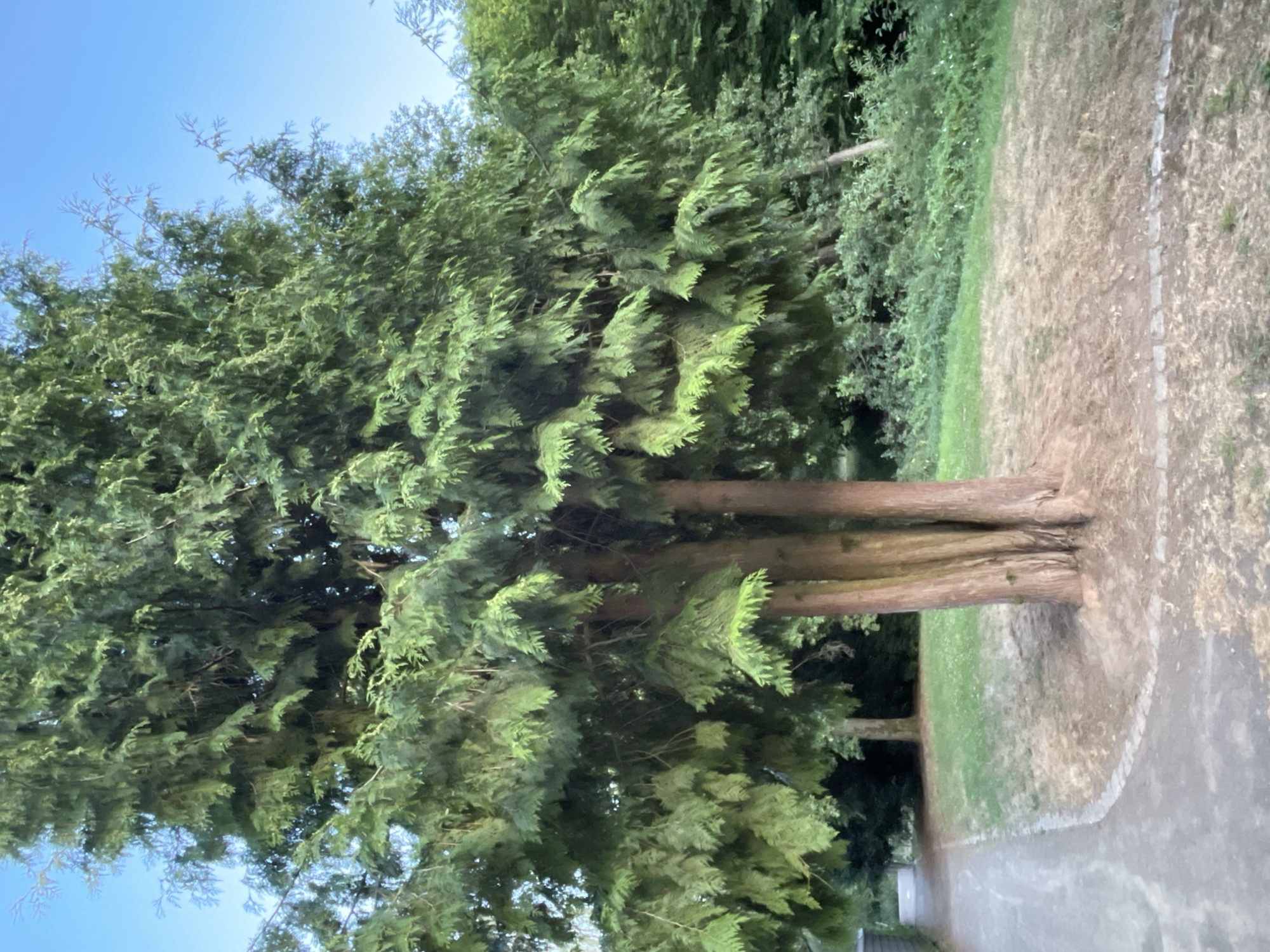 The image shows a large evergreen tree with a cluster of three main trunks growing from a single base. The tree has dense, green foliage and is situated in an outdoor setting with a paved pathway on the left and a grassy area with dry patches to the right and behind it. In the background, more trees and foliage are visible, suggesting a park or garden area. The sky is clear and blue. The scene appears to be in the city of Neukirchen, Germany, based on the provided context. There are no people or animals visible in the image.