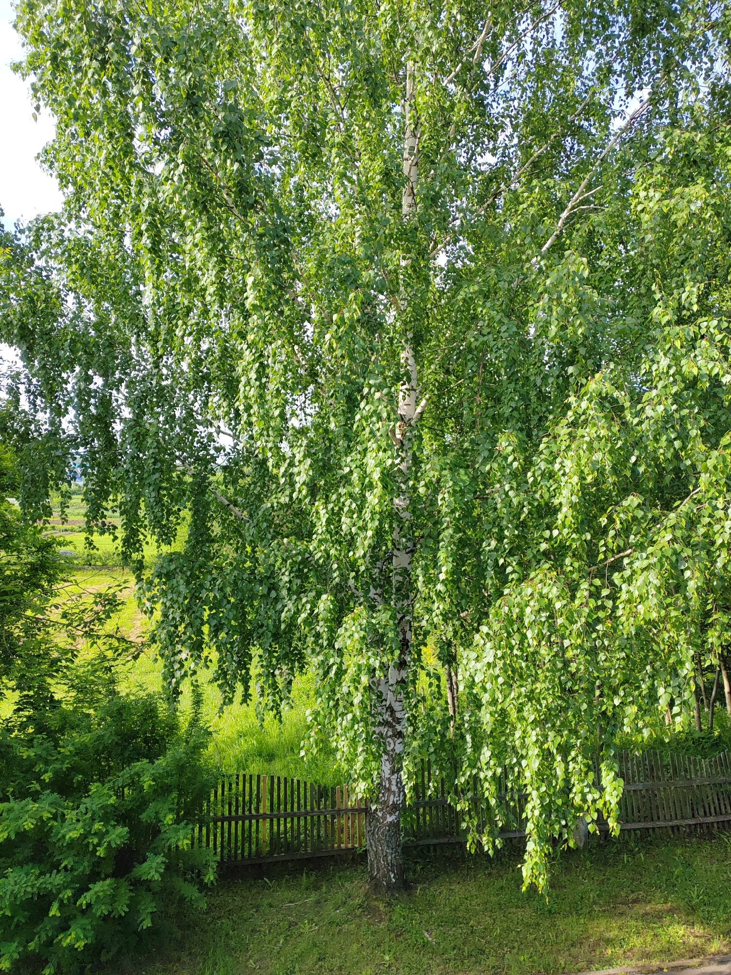 The image displays a vibrant outdoor scene dominated by a large, leafy birch tree. The tree stands prominently in the center-right, featuring a distinctive white and dark-patterned trunk and numerous branches. Its dense canopy is filled with an abundance of bright green, fresh leaves, many of which hang in graceful, drooping clusters.
Behind the central tree, a lush green landscape unfolds, including a sloping grassy area and what appears to be fields or cultivated ground in the distance, partially obscured by the foliage. A weathered, dark wooden fence runs horizontally across the mid-ground, separating the foreground from the background. To the left and at the base of the birch tree, additional green bushes and smaller plants contribute to the verdant environment.
The scene is brightly lit by natural daylight, suggesting a clear, sunny day, likely during the morning or afternoon. No people or animals are visible, and there is no specific activity taking place. The overall impression is one of natural tranquility and abundant greenery. No text is visible in the image.