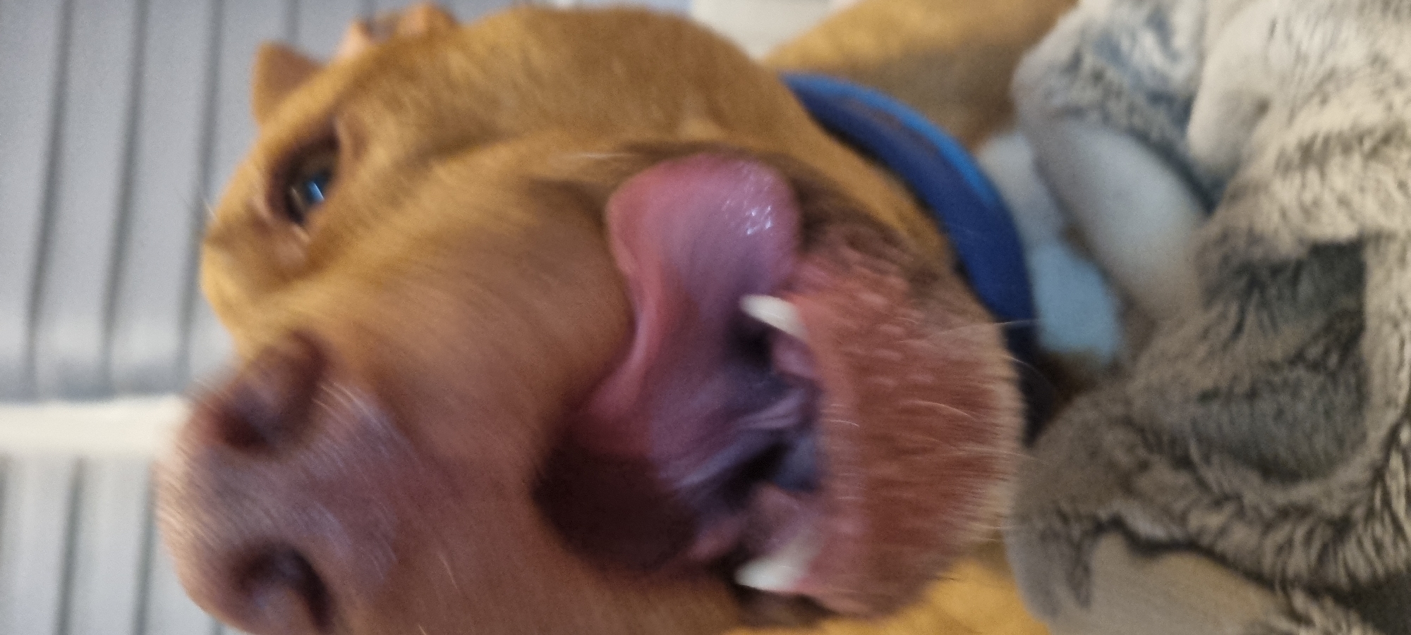 The image shows a close-up of a brown dog with its tongue sticking out, wearing a blue collar. Part of a gray and white stuffed animal is visible to the right of the dog. The background is blurred, showing what appears to be a white or light-colored wall with vertical lines.