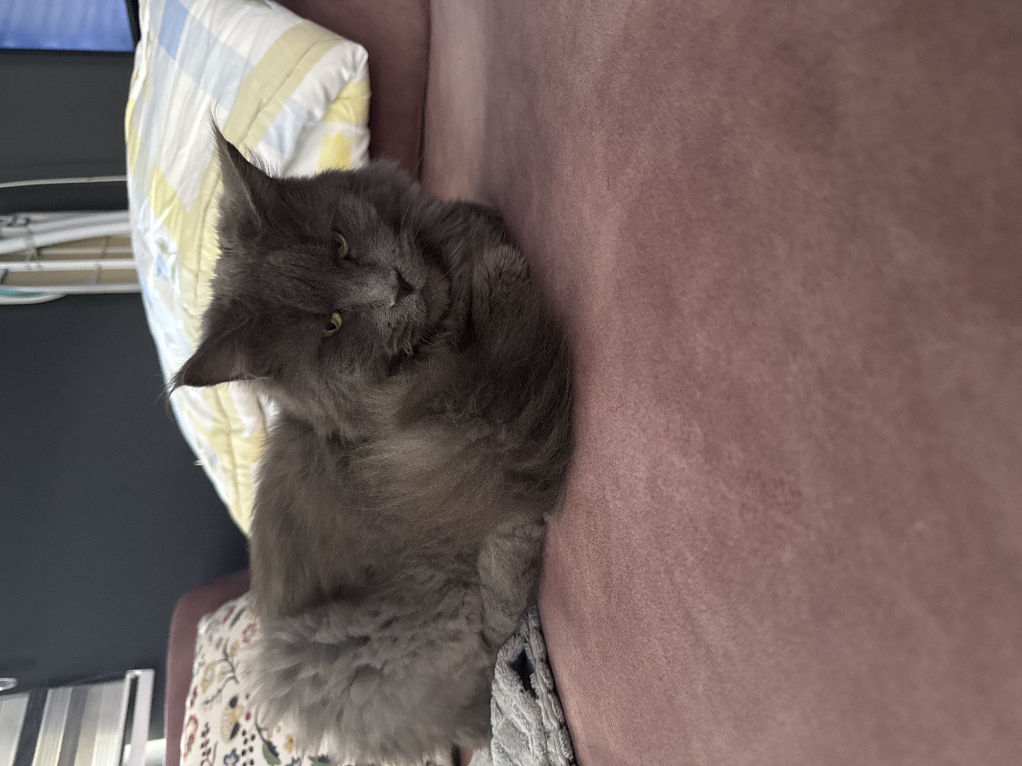 A gray cat with yellow eyes is lying on a pink sofa in Gölbaşı, Turkey. The cat's fur is long and fluffy. Behind the cat, there are several pillows, one with a floral pattern and another with a yellow and white striped pattern. The background is dark, with some vertical blinds visible on the left side.