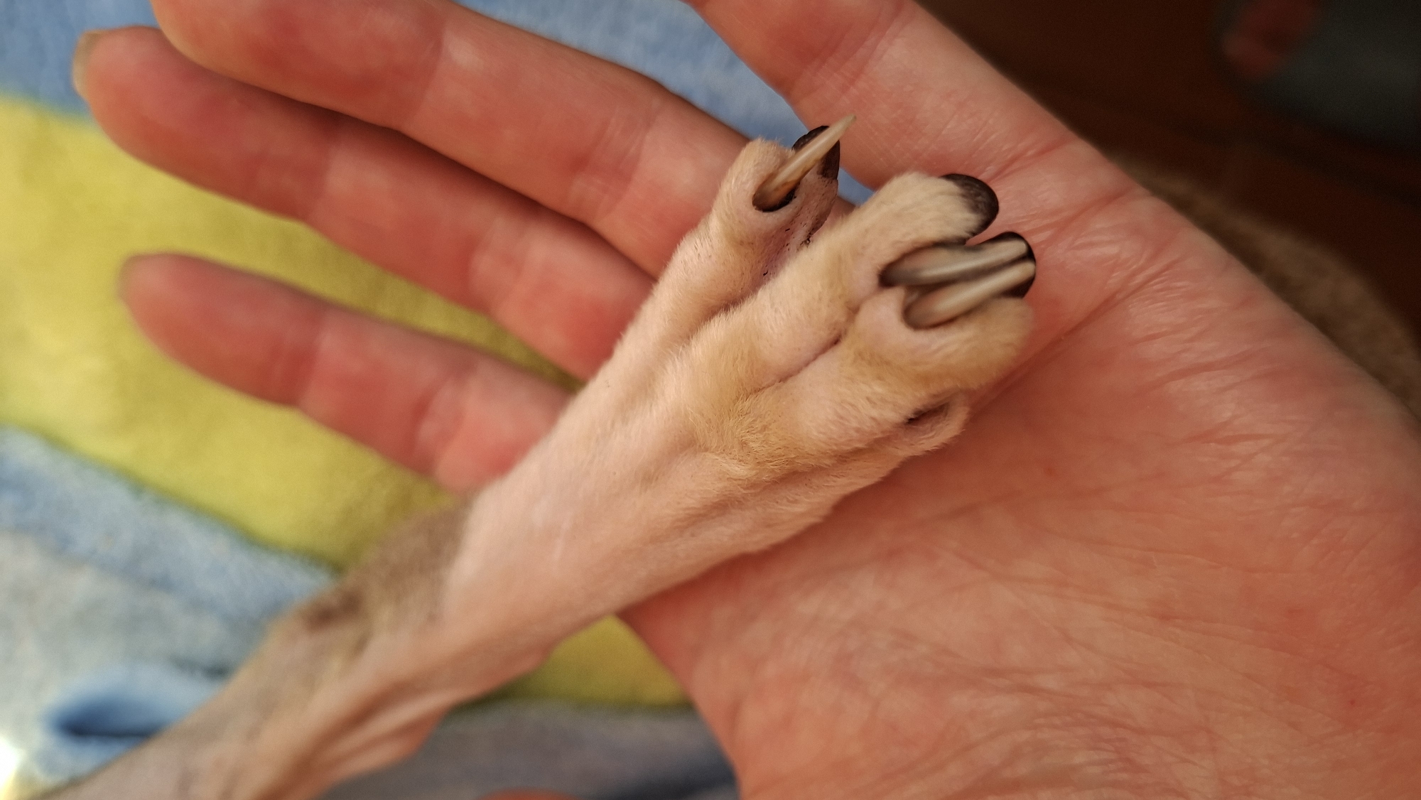 A close-up, aerial view shows a human hand holding a dog's paw. The hand is the dominant subject in the foreground, appearing slightly reddened and textured with visible lines. The dog's paw is placed on the palm, with its leg extending diagonally upwards and to the left. The paw is covered in light-colored fur, with visible claws, some appearing darker than others. The background consists of a textured surface with bands of blue and yellow, possibly a blanket or towel. The scene is indoors and there is no indication of the city of Myadzyel, Belarus.