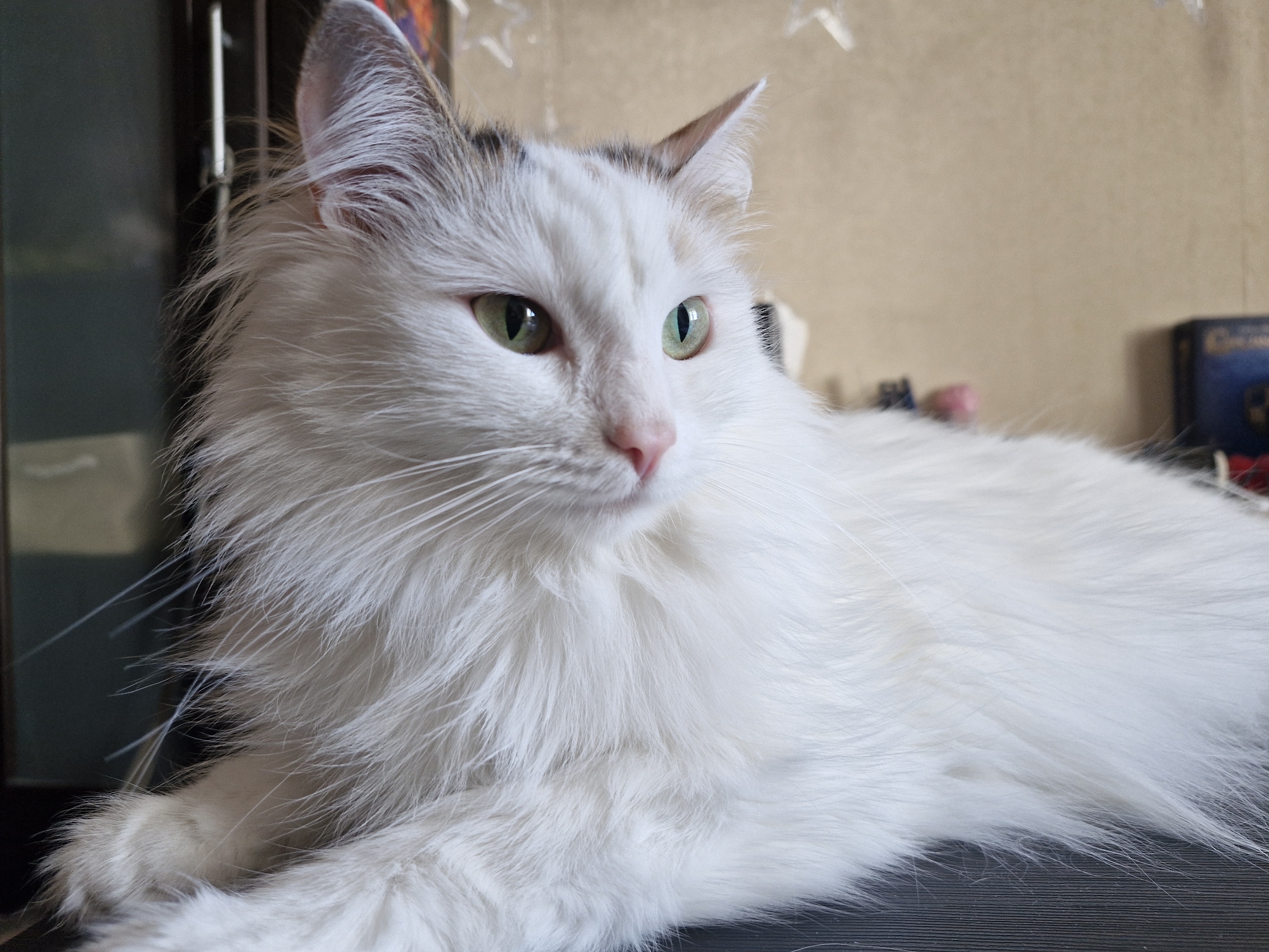 A fluffy, white, long-haired cat with green eyes and a pink nose lies on a dark surface. The cat is mostly white with some brown and grey markings on its head, particularly around the ears. The cat's fur is long and thick, especially around its neck and chest. The cat is looking to the right. In the background, there is a light beige wall. Behind the cat's head on the left, there is a dark vertical structure, possibly part of a cabinet or furniture. The background contains several out-of-focus objects. No humans are visible. The city of Yekaterinburg, Russia is not discernible from the image.