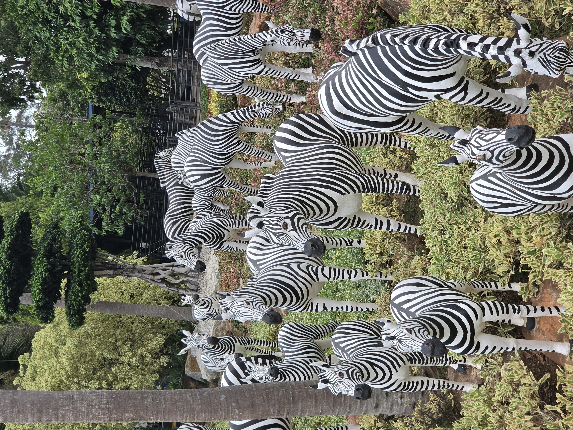 The image shows a collection of zebra statues in a park-like setting, likely a tourist attraction in Na Chom Thian, Thailand. There is no evidence of the presence of people or interactions between the objects. The statues are varying in size and arranged amidst green foliage, and some are positioned near trees and a dark iron fence. The scene appears to be a planned installation or display, integrating artificial animal representations into a natural or landscaped environment.