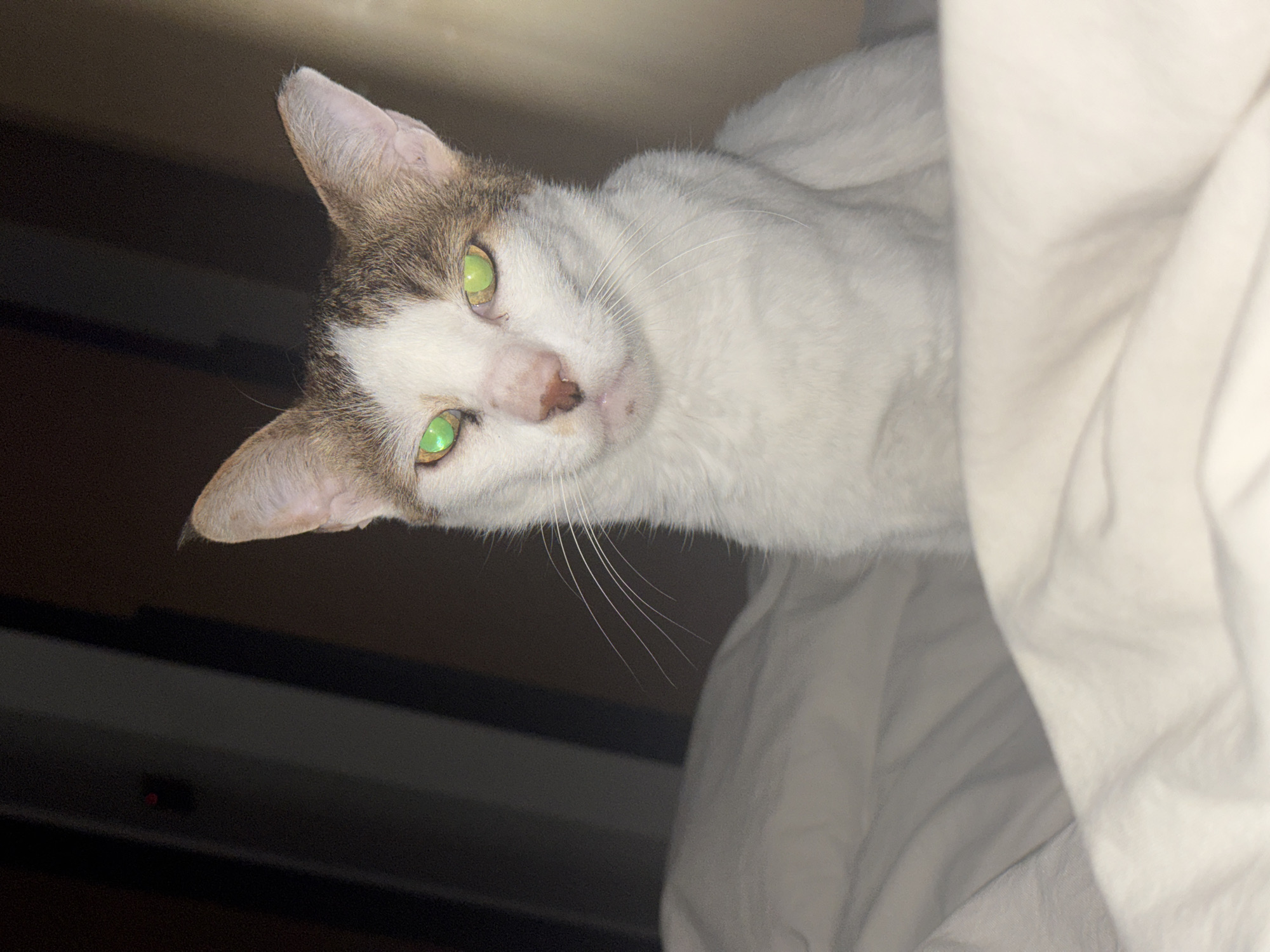 A medium shot, taken from a low angle, depicts a white and gray tabby cat gazing upward. The cat's green eyes are prominent. The cat's head is positioned towards the left of the frame, with its body partially obscured by a white, possibly wrinkled, fabric in the right half. The background is dark and partially out of focus, with a dark object visible in the lower left corner, possibly electronic equipment. The location is not identifiable from the image.
